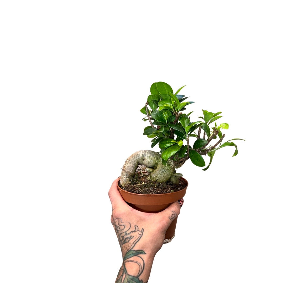 Bonsai | Ficus Ginseng 4"