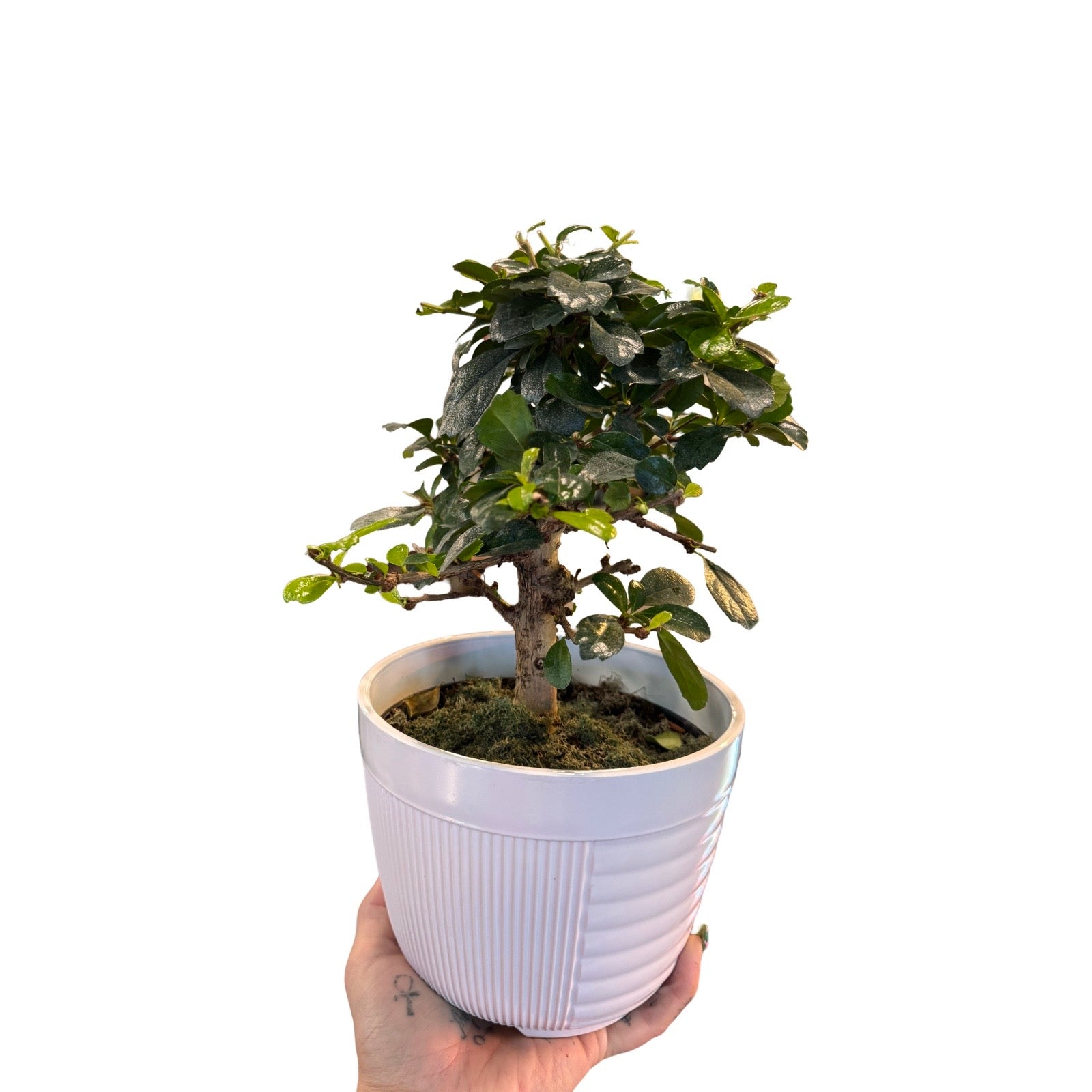 bonsai tree calgary Bonsai