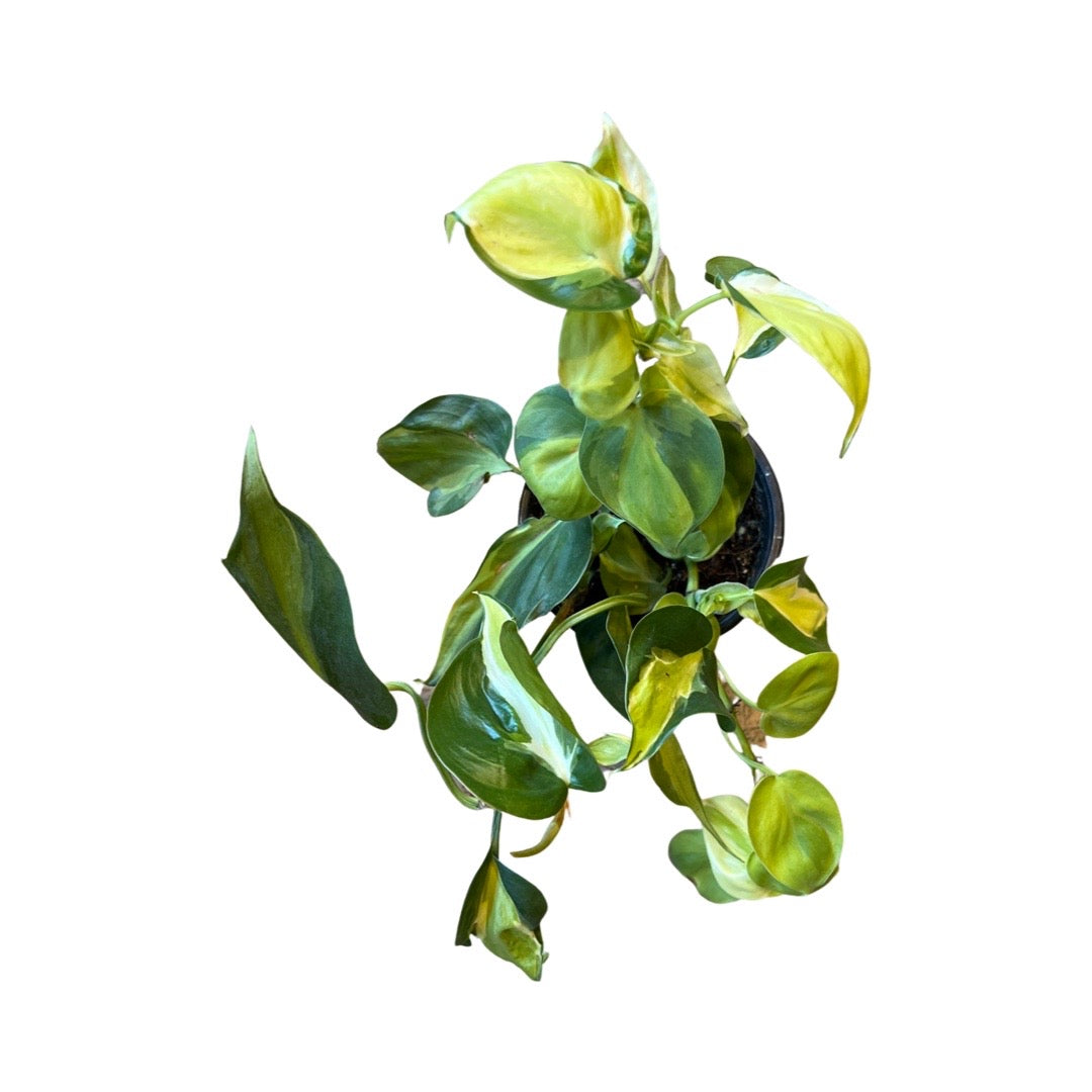 Philodendron | Cordatum Cream Splash