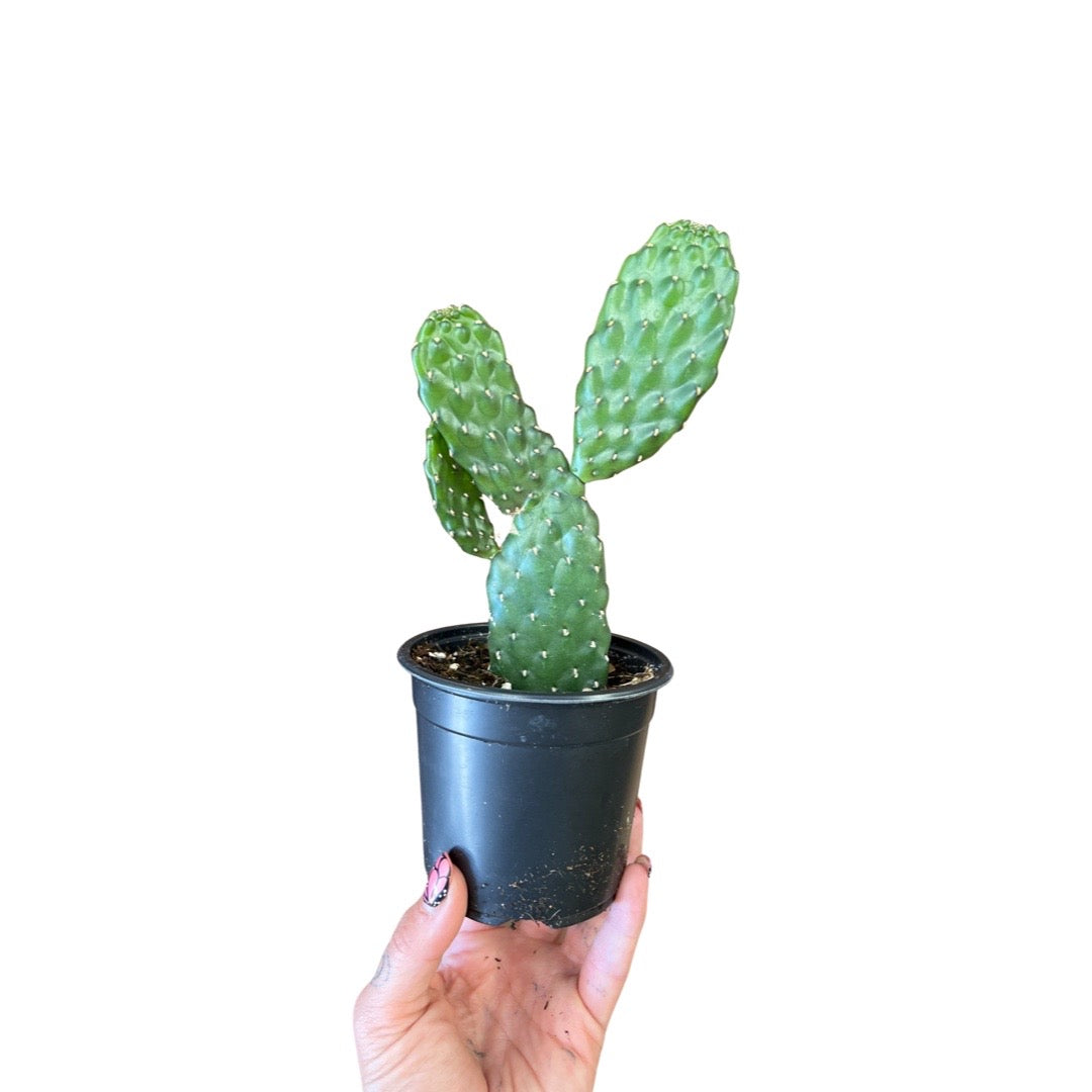 Cactus | Roadkill Consolea Rubescens