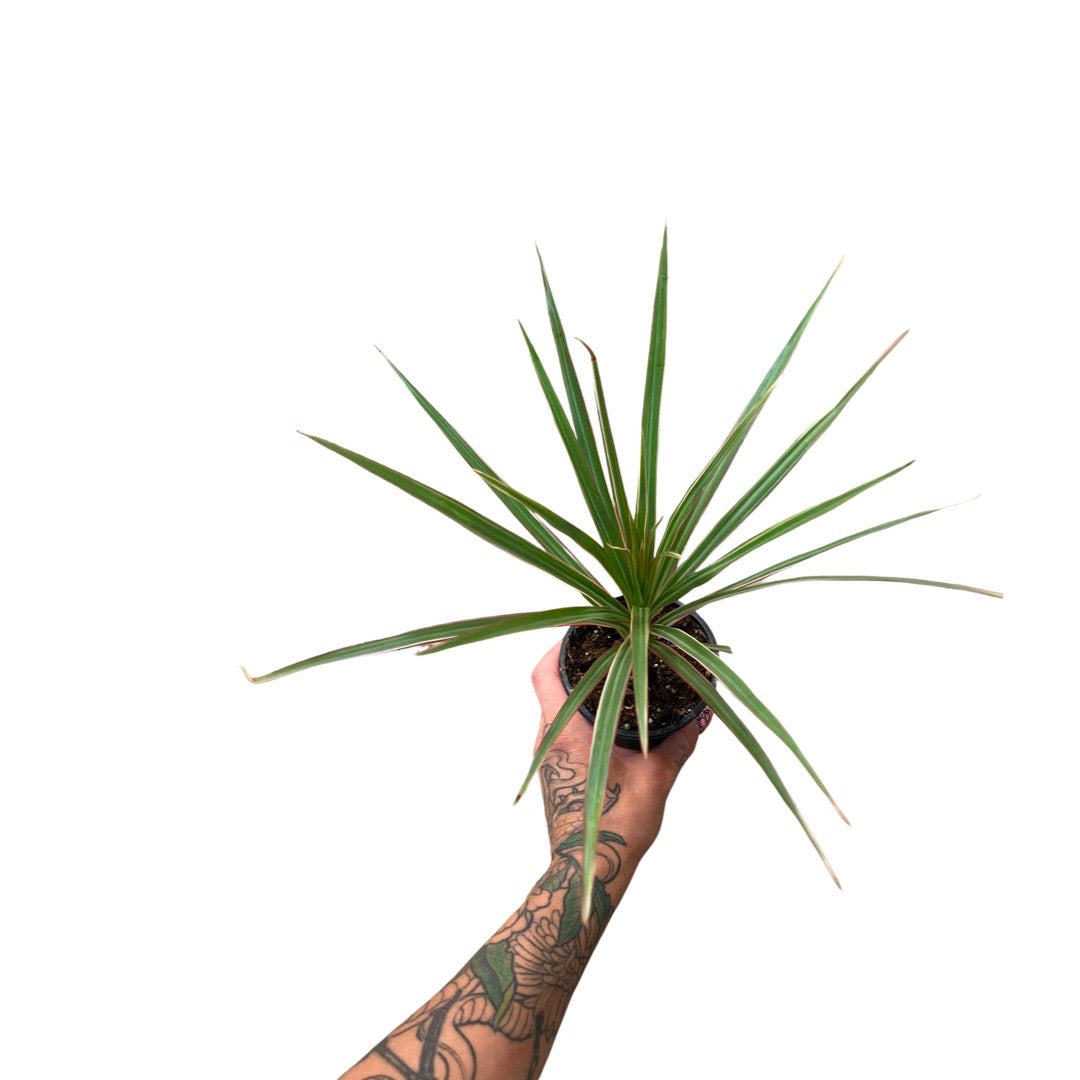 Dracaena | Marginata colorama