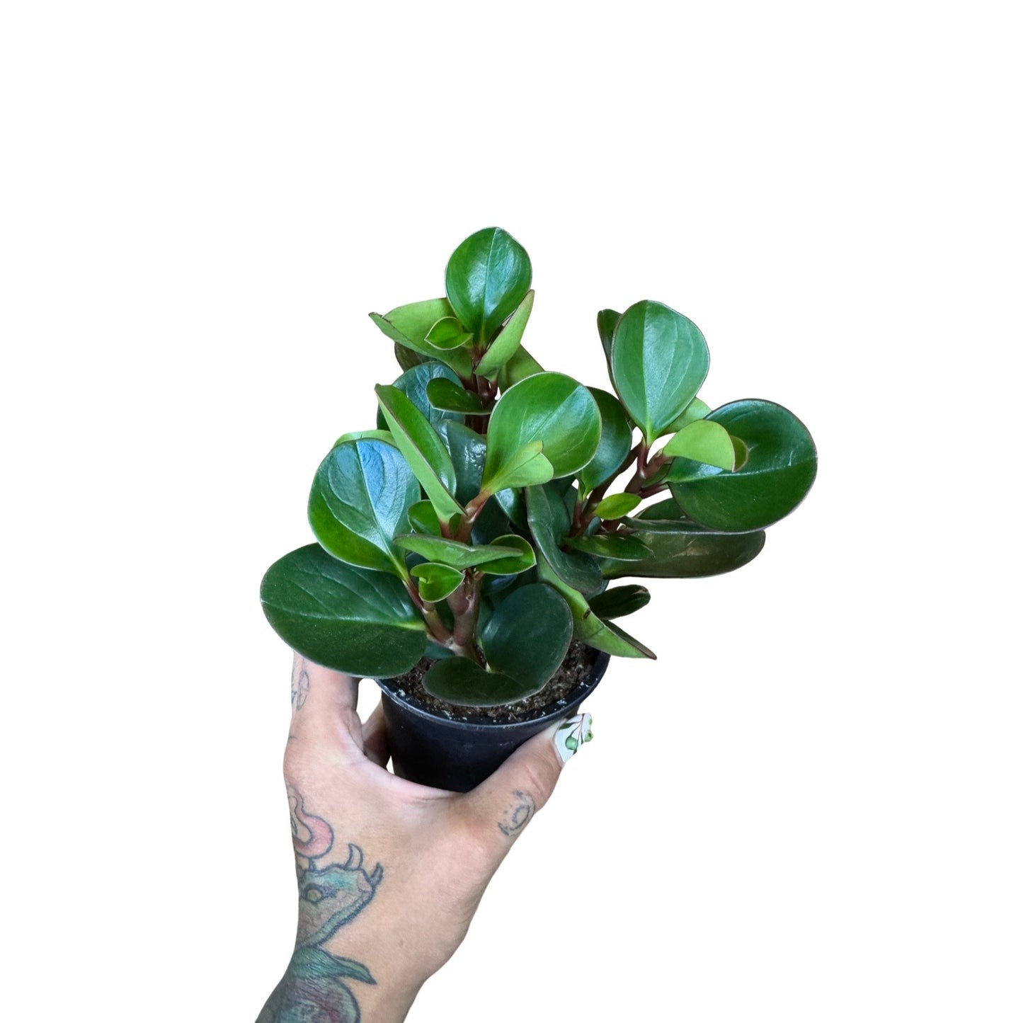Peperomia | Red Edge