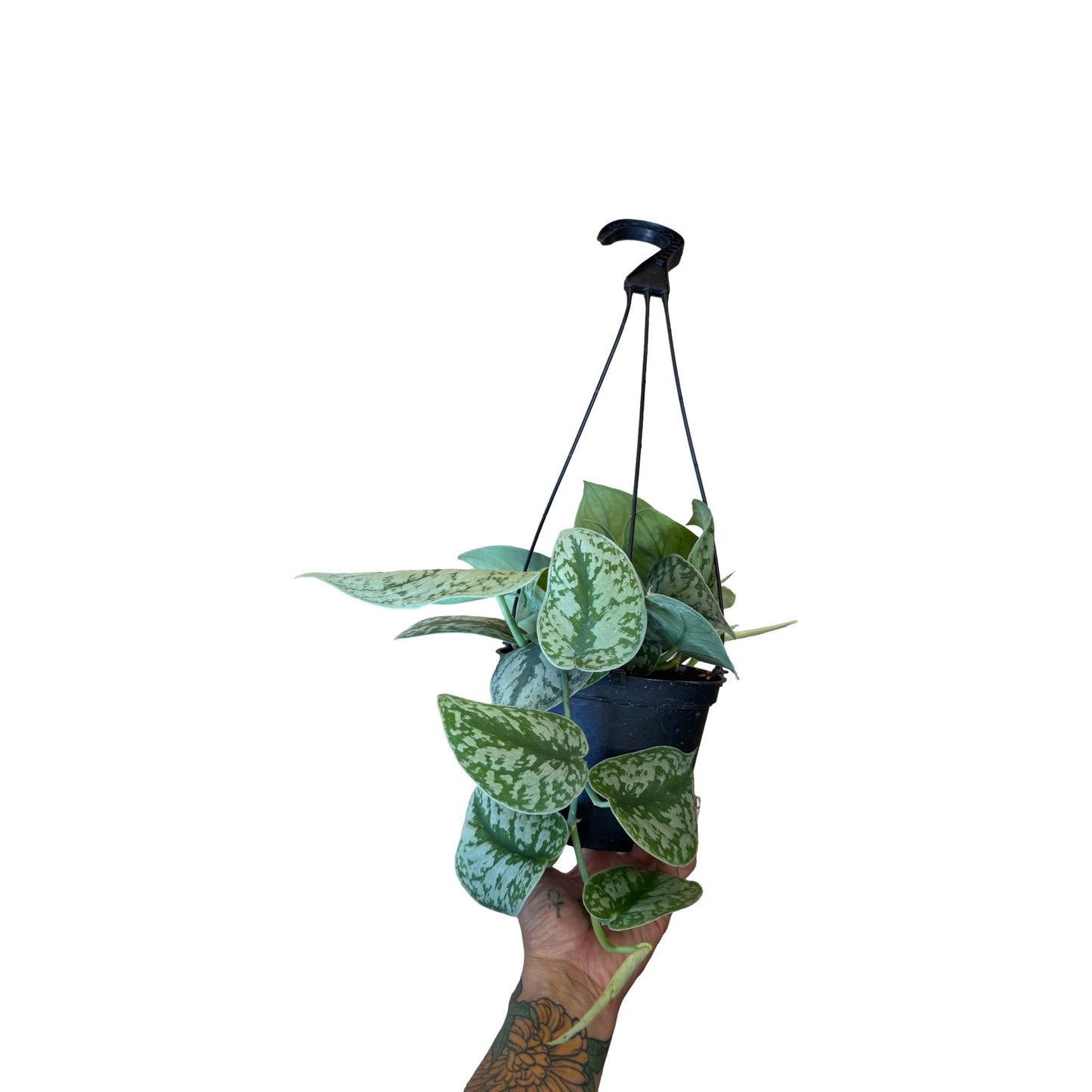 Pothos | Silver Splash 6" HB