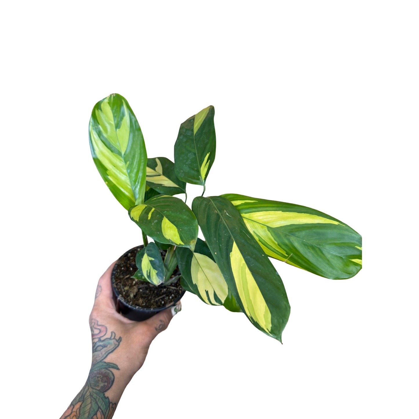 Ctenanthe | Lubbersiana Golden Mosaic
