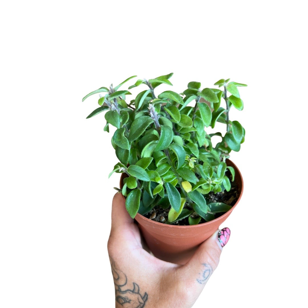 Lipstick Plant | Curly ‘Rasta’