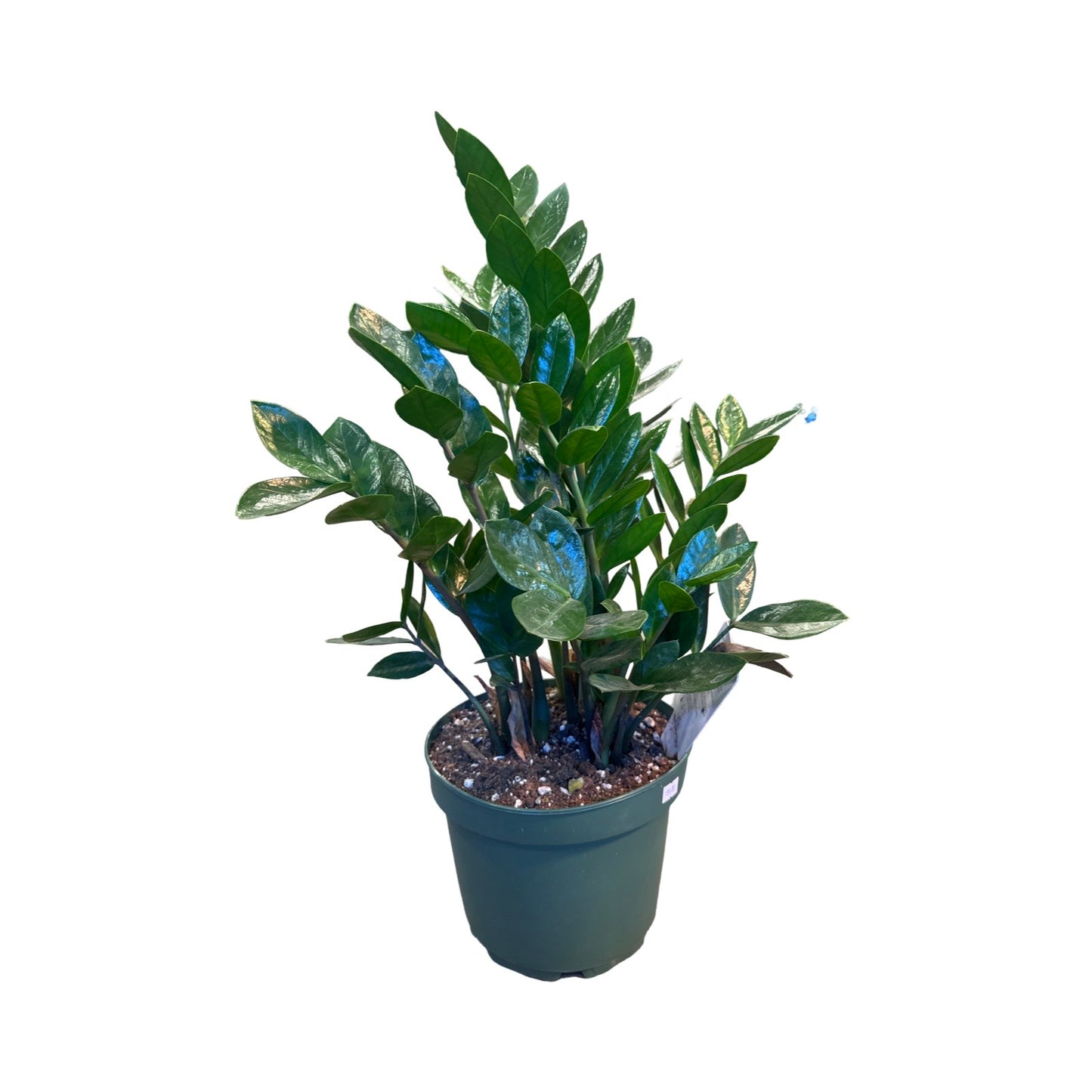 ZZ Plant | Green