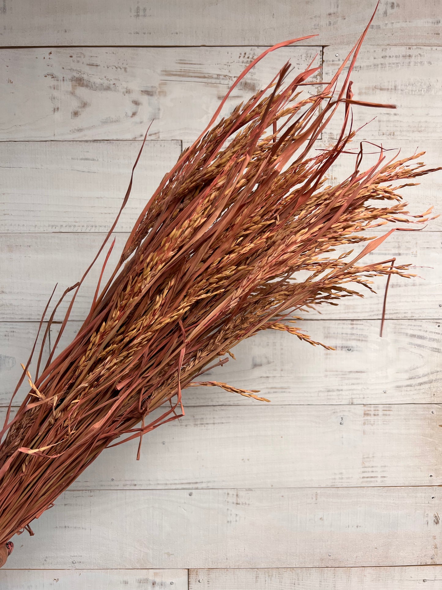 Dusty Rose Preserved Grain