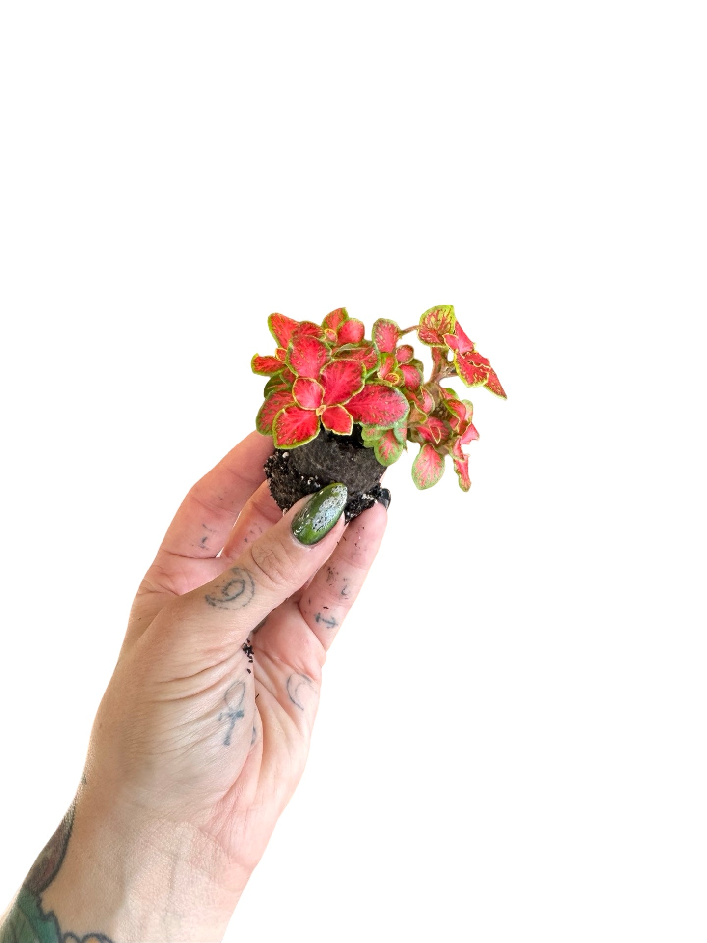 Fittonia | PLUGS