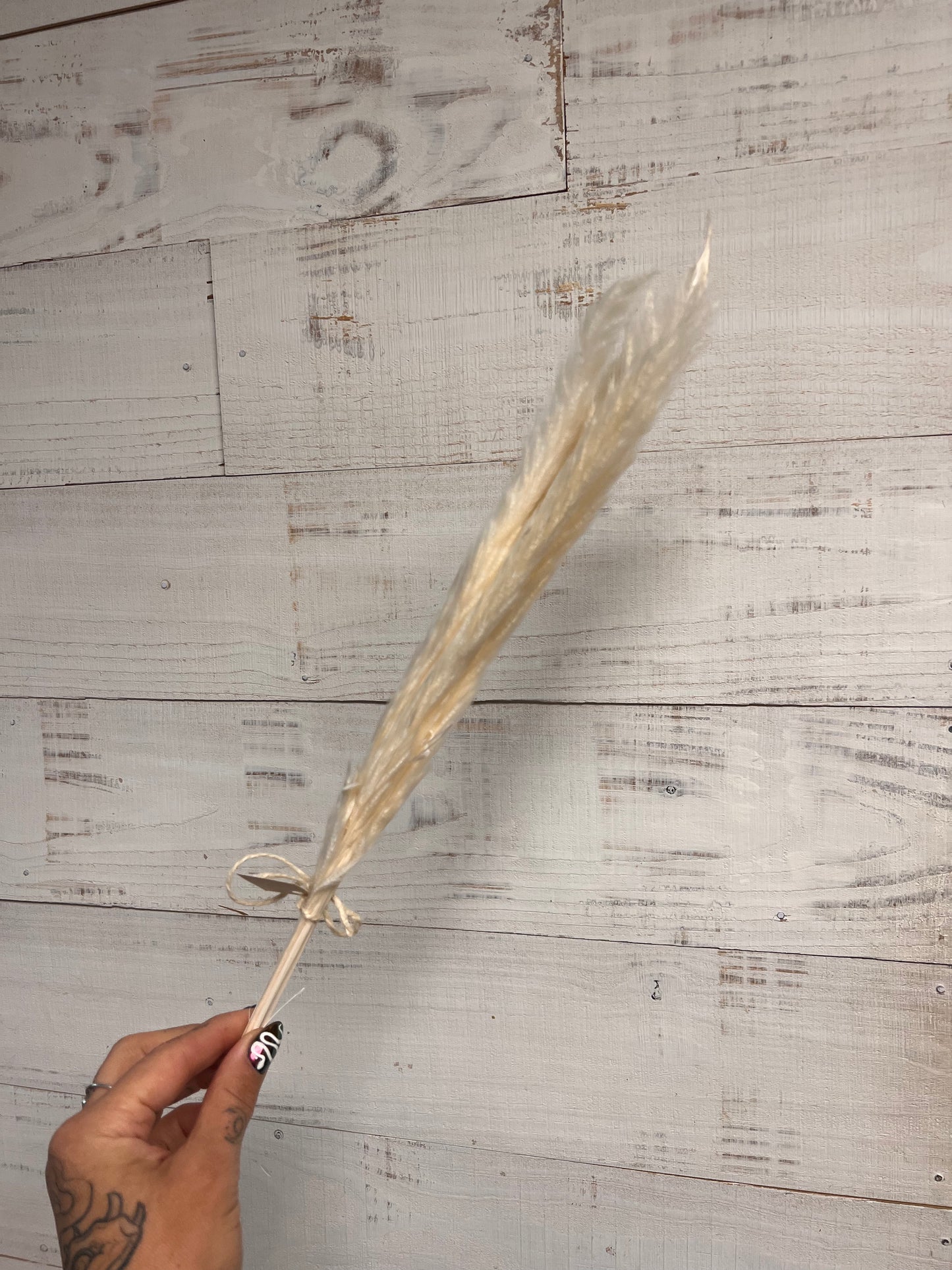 Dried & Preserved Floral | Baby Pampas Grass | Mini Cobb