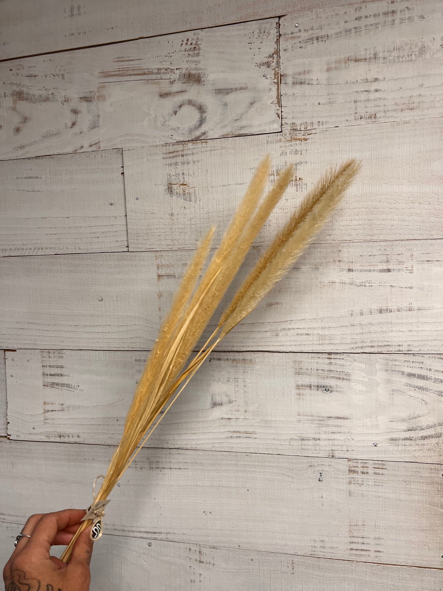Dried & Preserved Floral | Wheat Grass