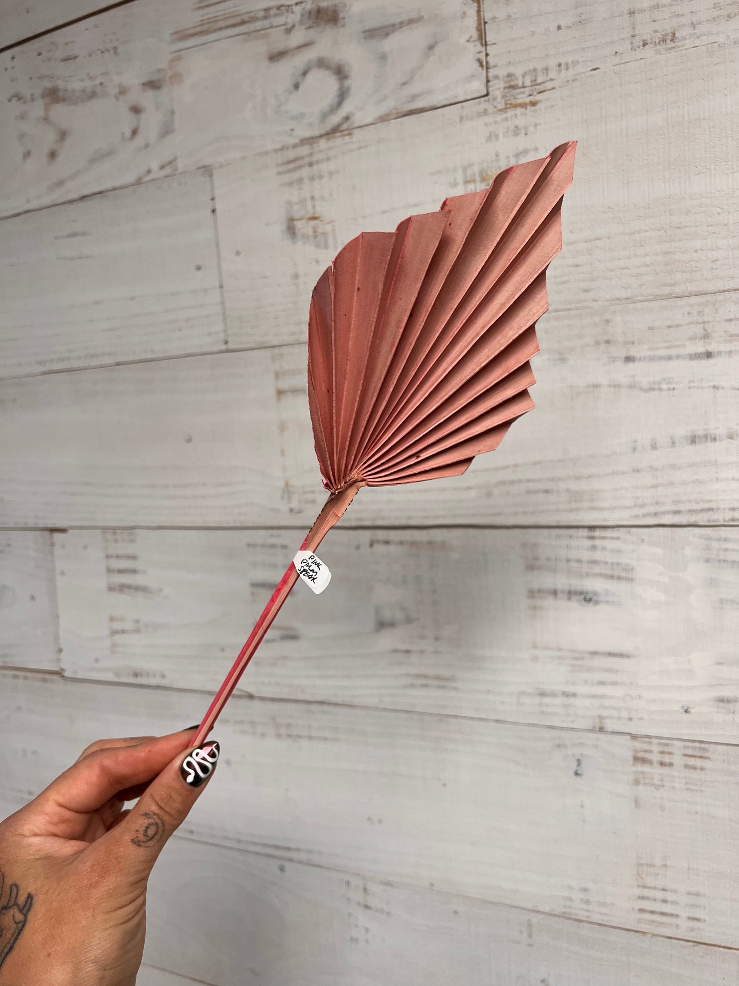 Dried & Preserved Floral | Palm Spears
