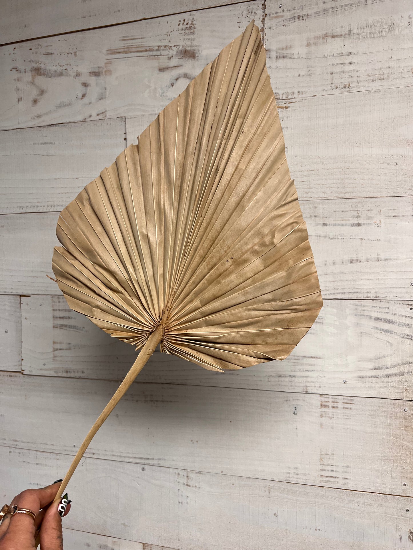 Dried & Preserved Floral | Palm Spears