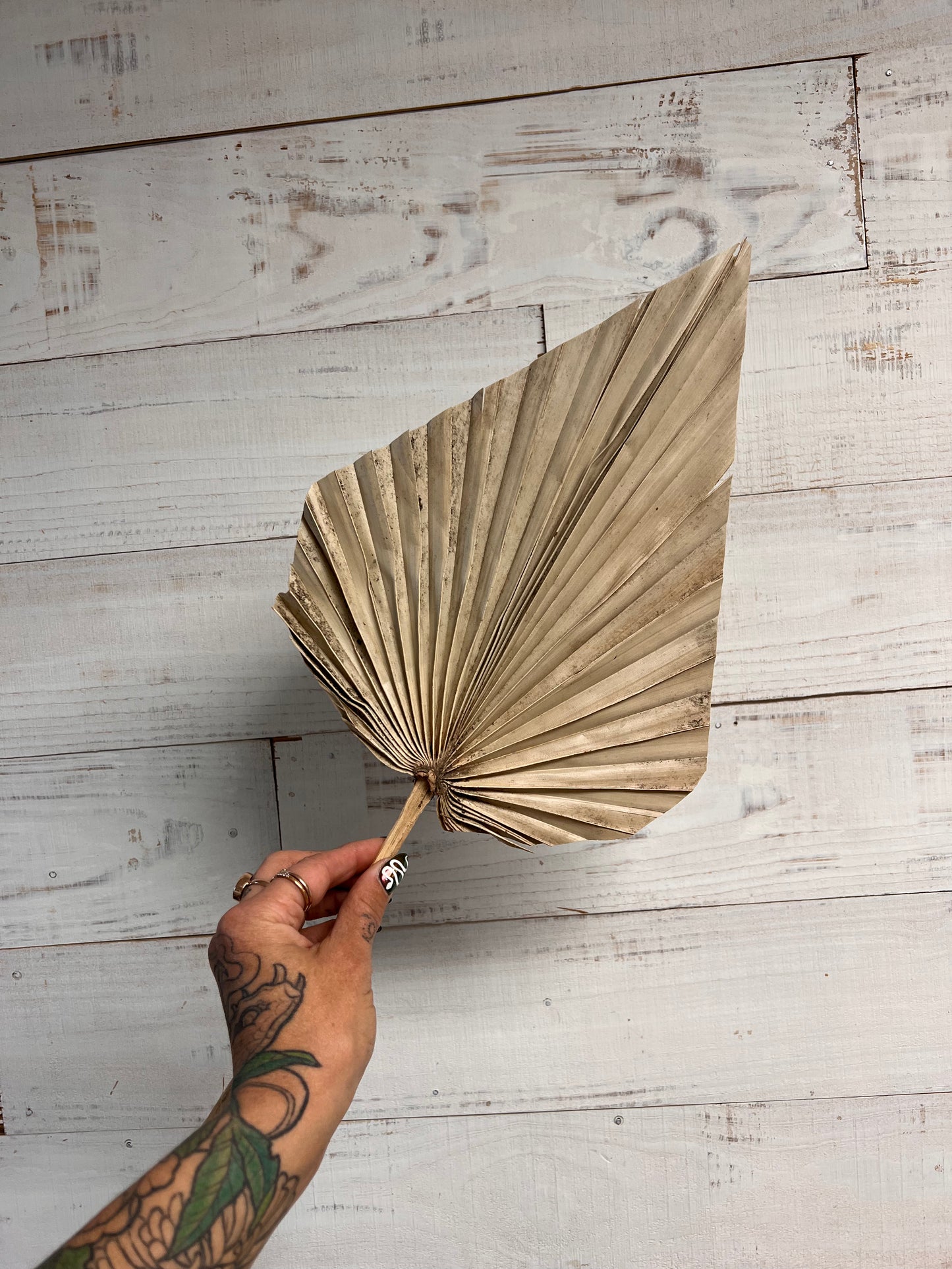 Dried & Preserved Floral | Palm Spears