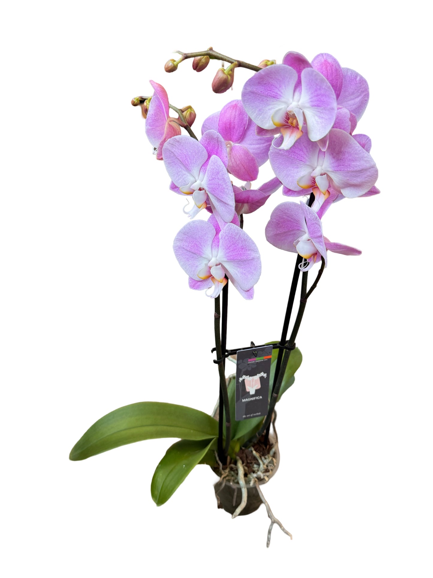 Orchids | 5 “ Double Stem Phalaenopsis