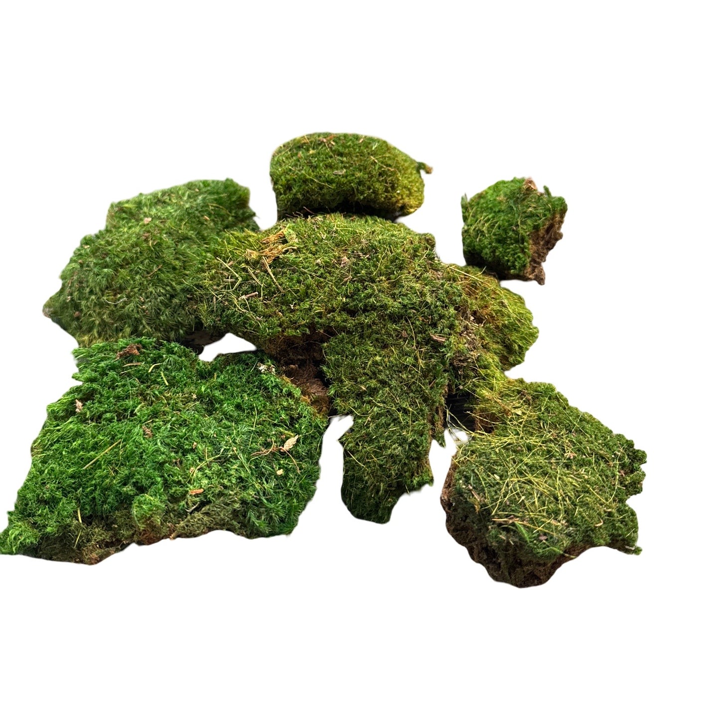 Preserved Moss