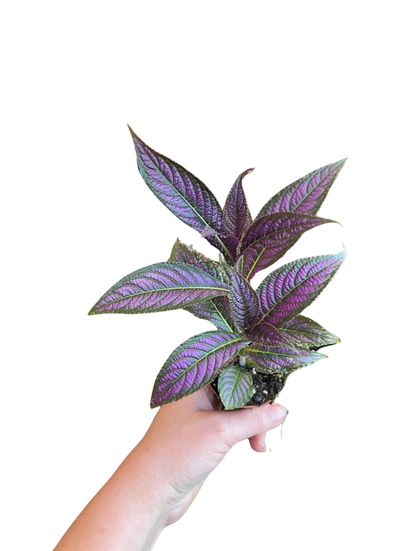 Persian Shield 4"