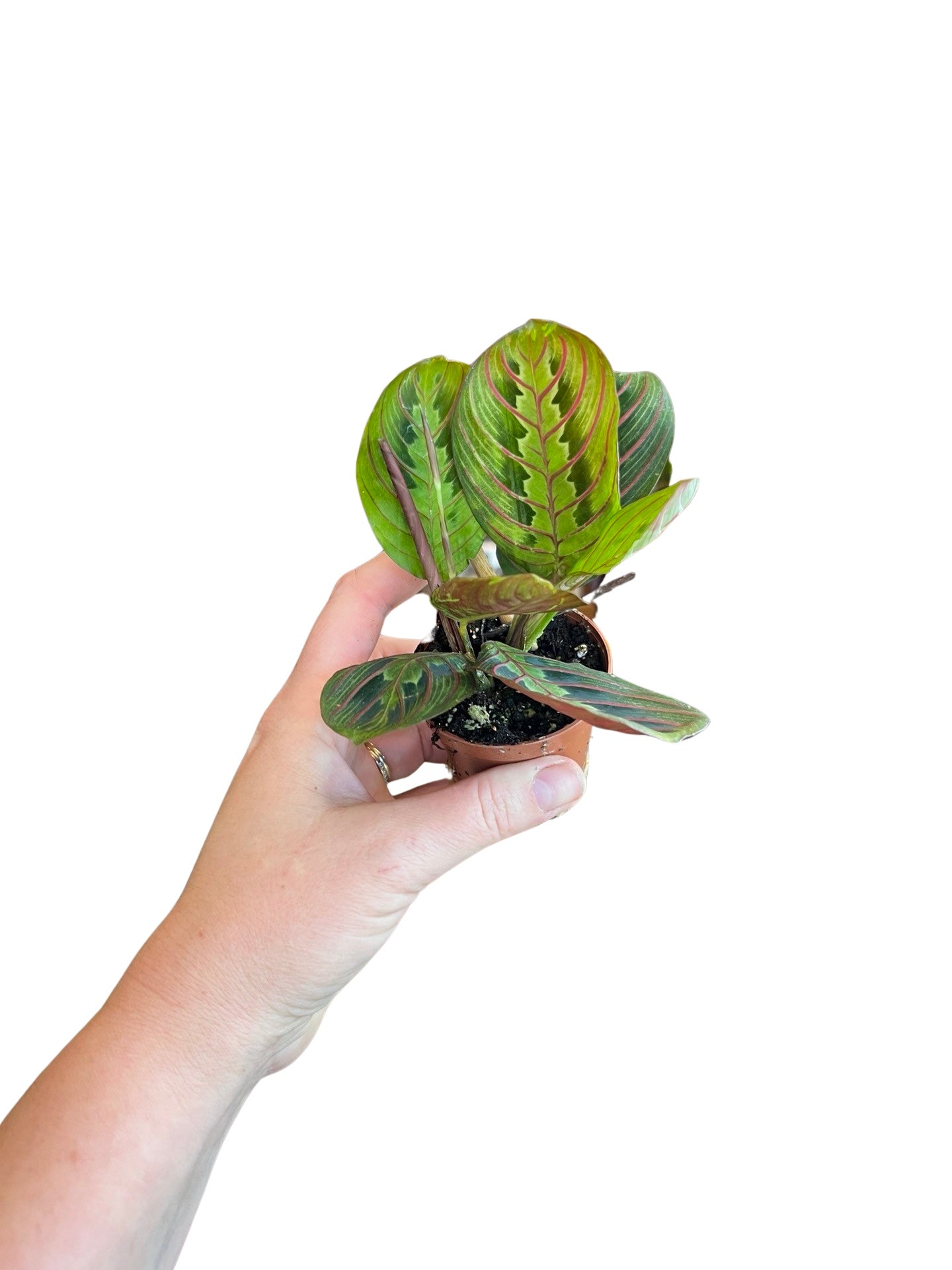 Maranta | Leuconeura Red