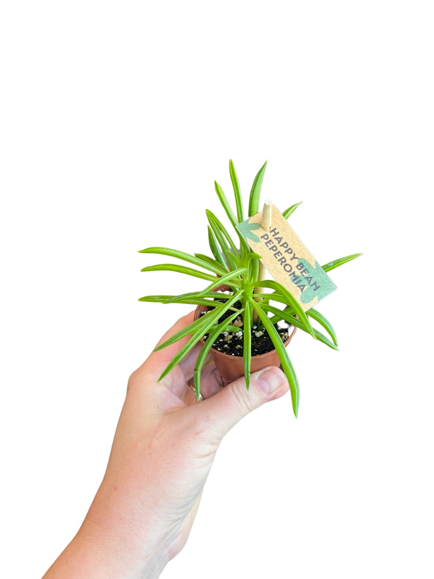 2" Peperomia Happy bean