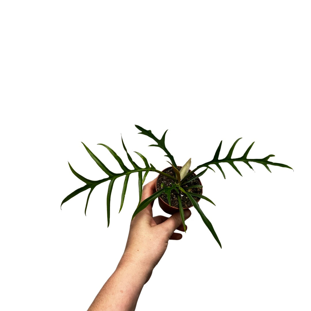 Philodendron | Tortum 3"