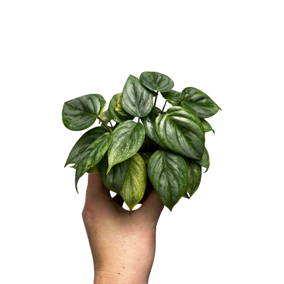 Philodendron | Sodiroi 3"