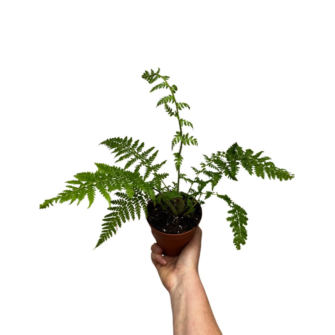 Fern | Australian Tree Fern