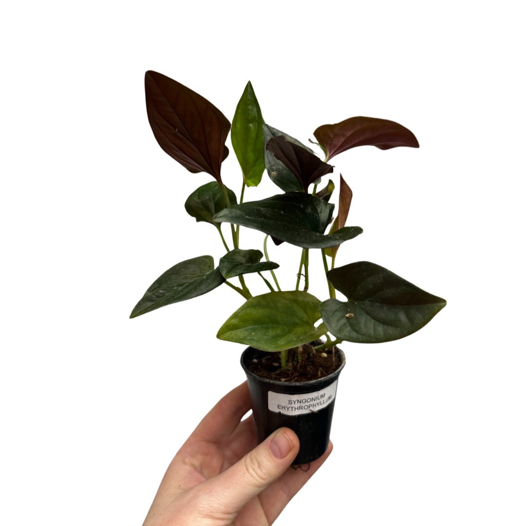 Syngonium | Erythrophyllum