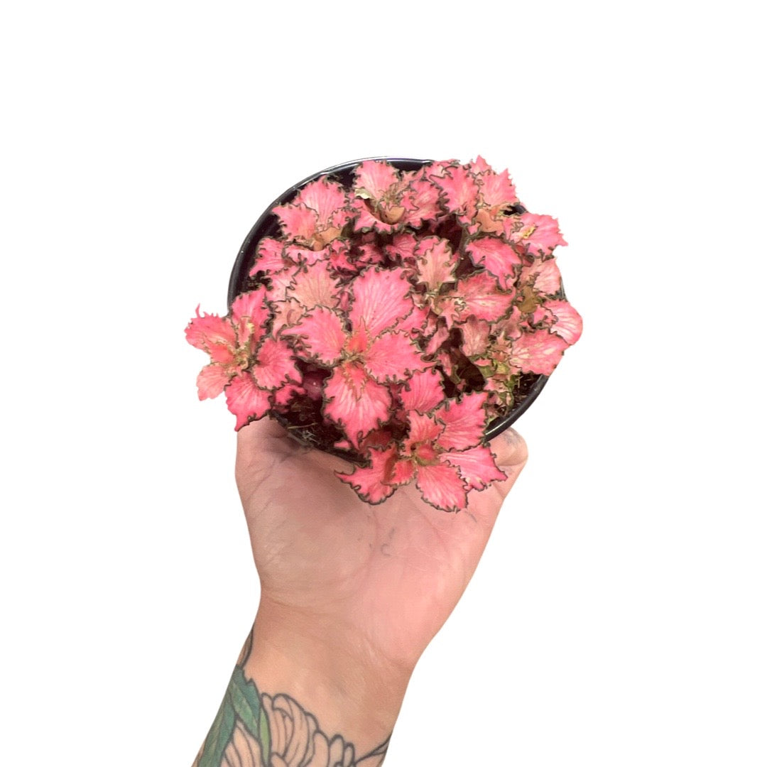 Fittonia | Pink 4”