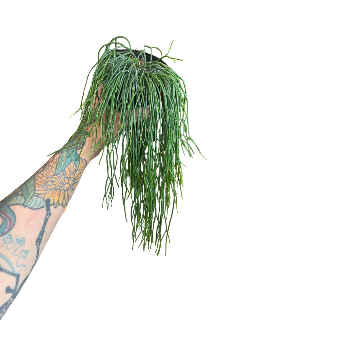 Rhipsalis |Baccifera