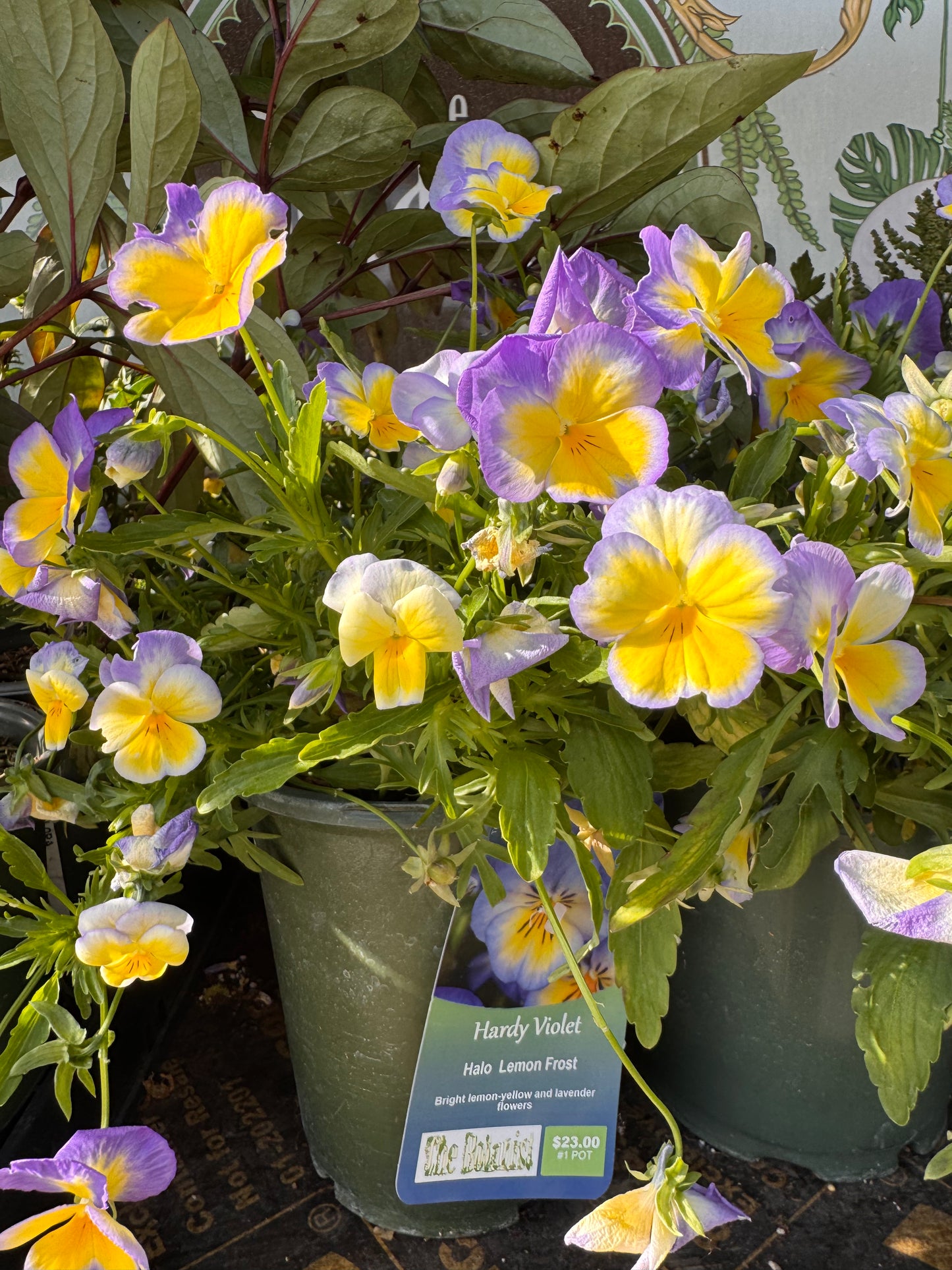 Viola cornuta Halo Lemon Frost | Garden Seedling