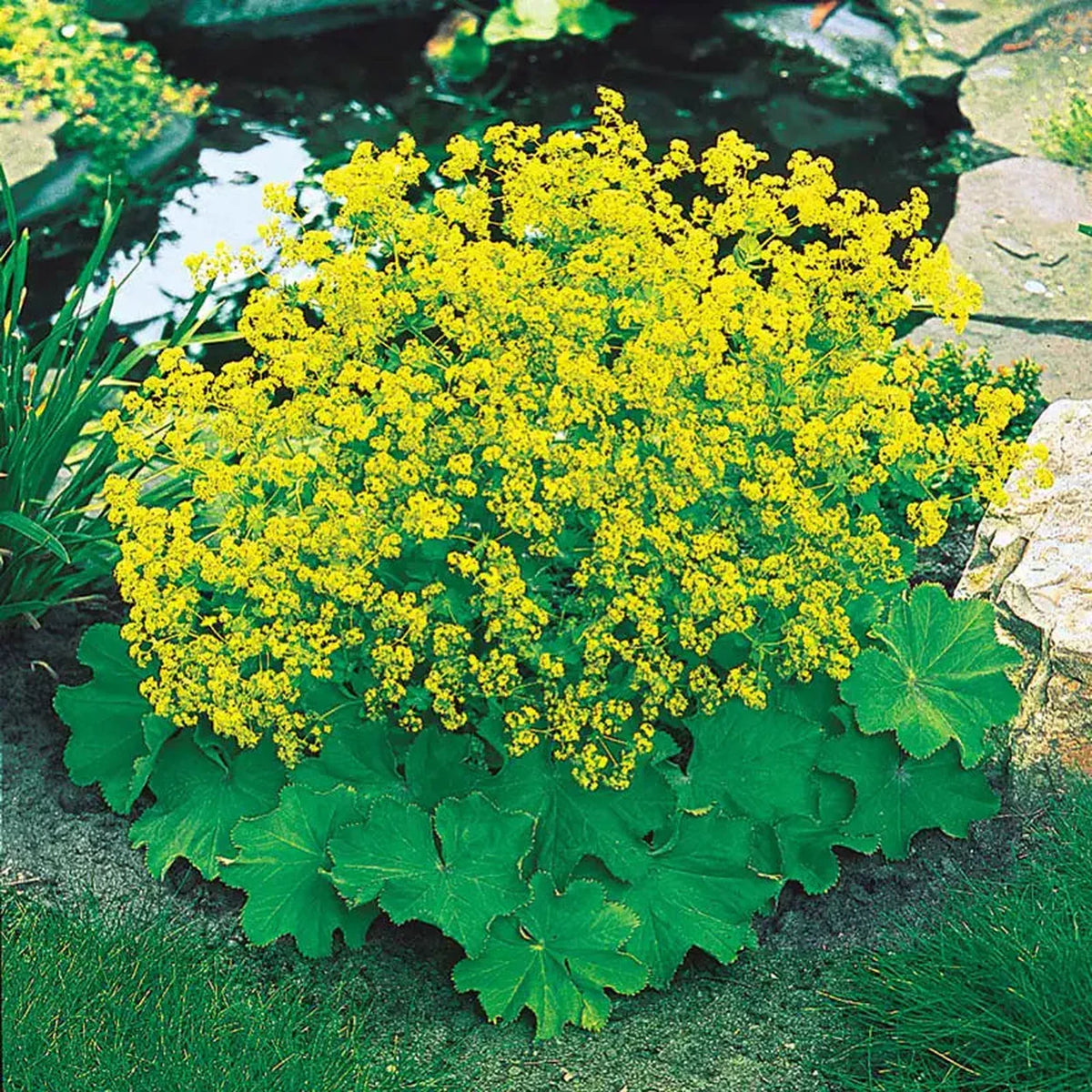 Alchemilla mollis | Garden Seedling