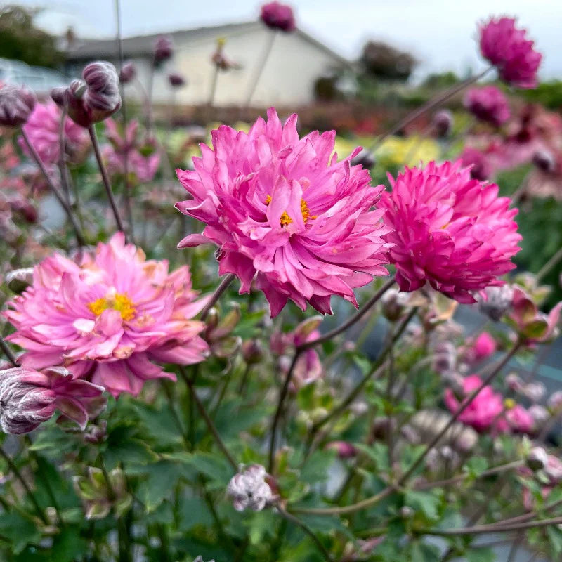 Japanese Anemone | Garden Seedling