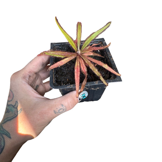 Sundew | Drosera Adelae