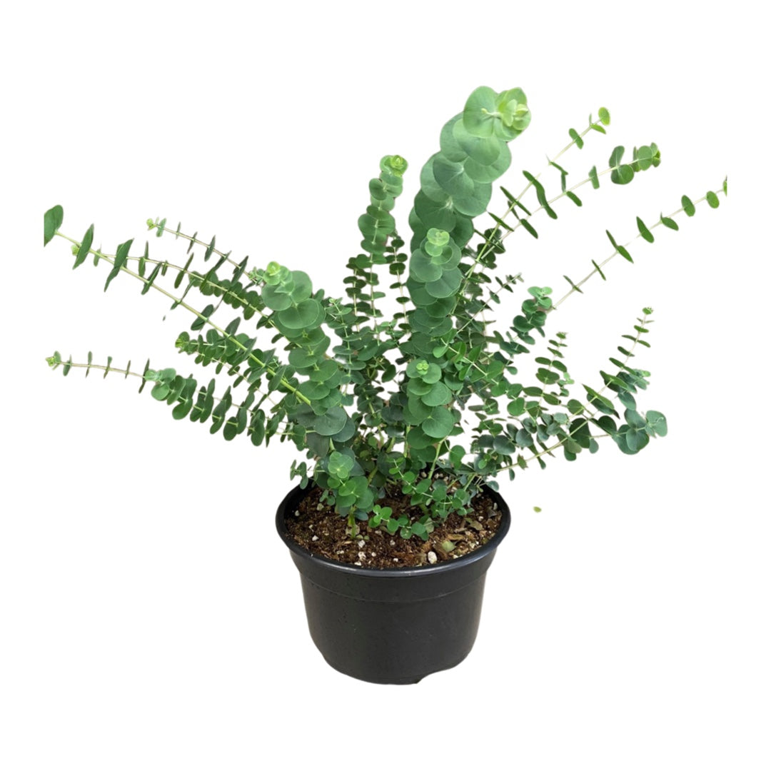 Eucalyptus Baby Blue Plant Potted 8"