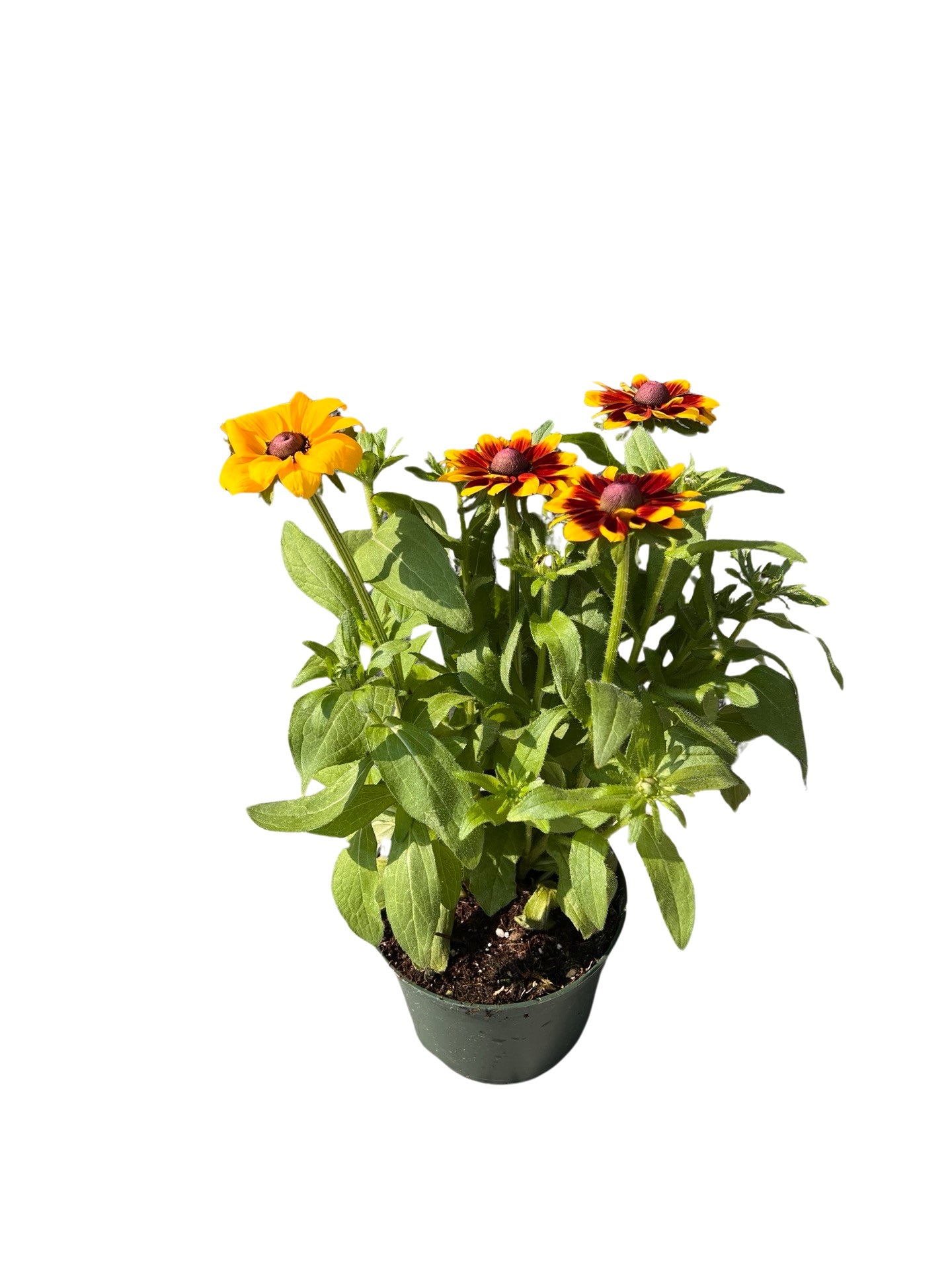 Echbeckia | Garden Seedling 6"