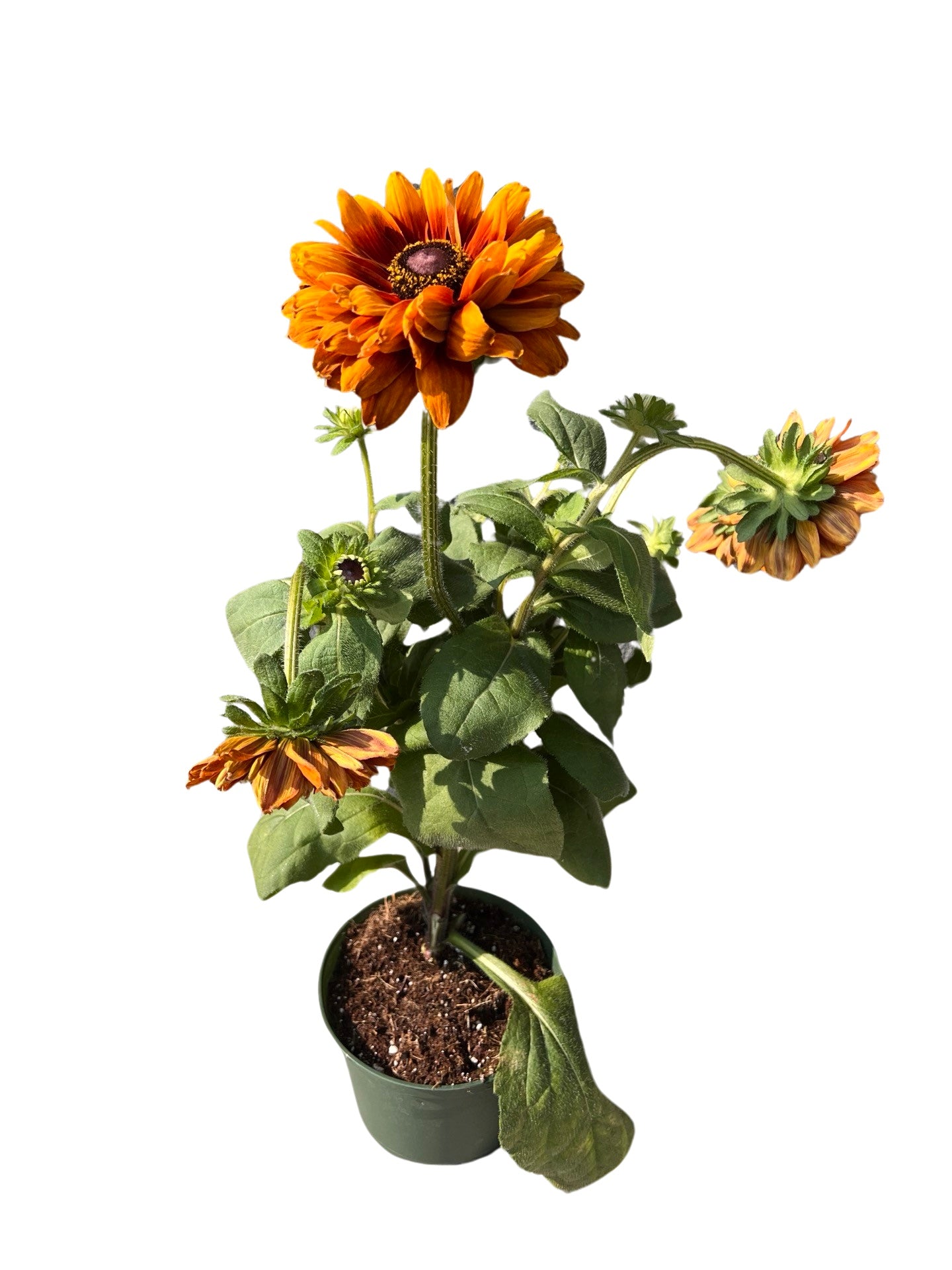 Echbeckia | Garden Seedling 6"