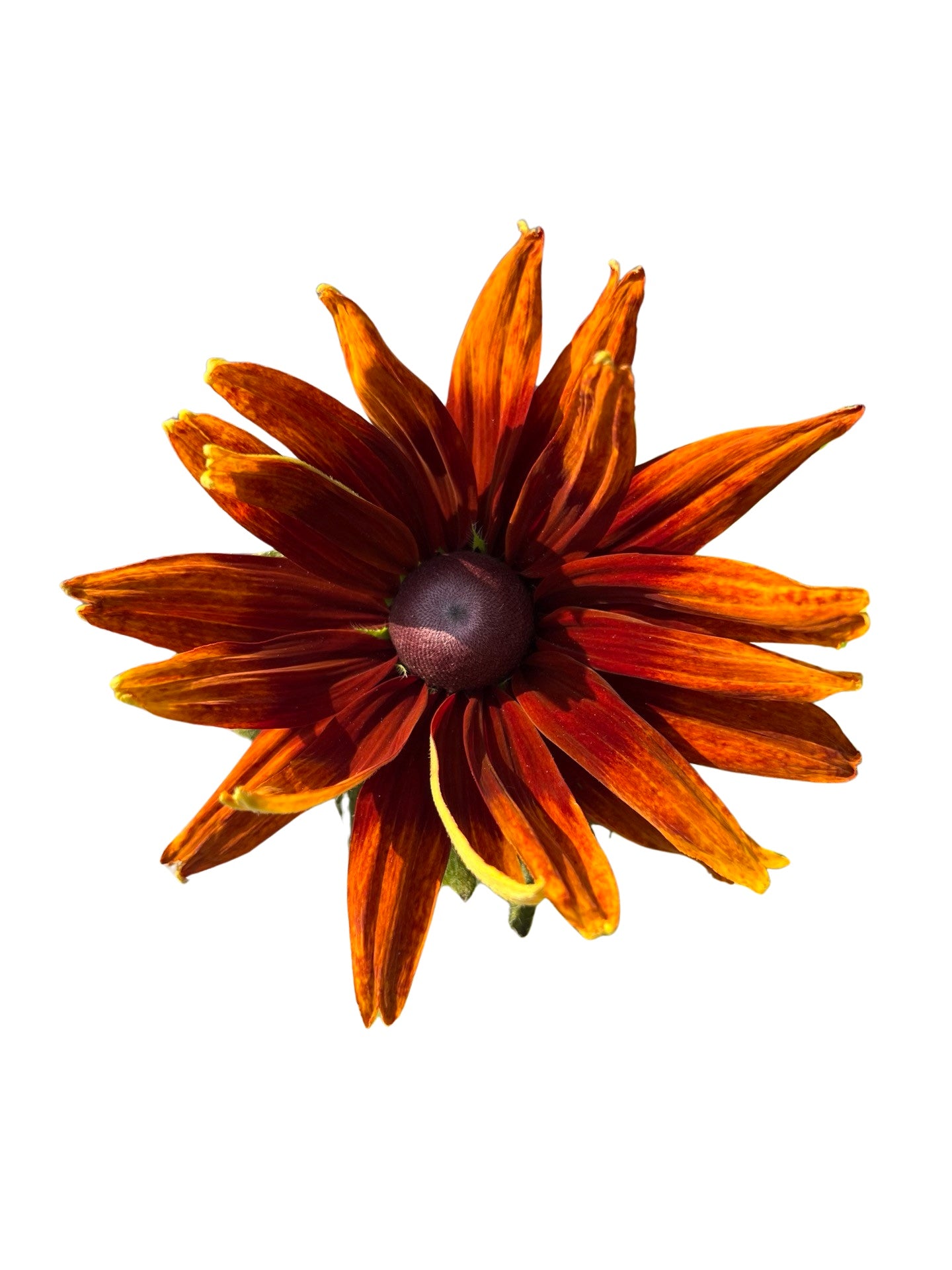 Echbeckia | Garden Seedling 6"