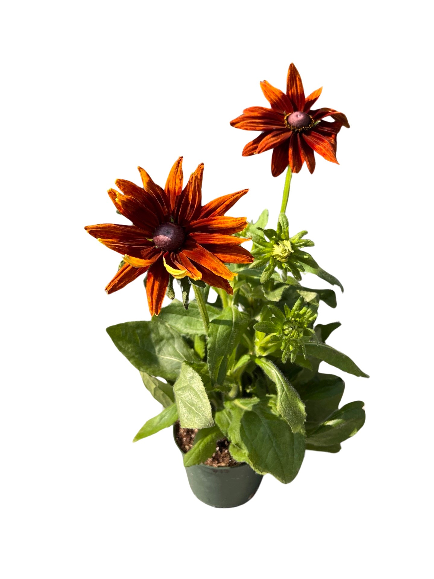 Echbeckia | Garden Seedling 6"