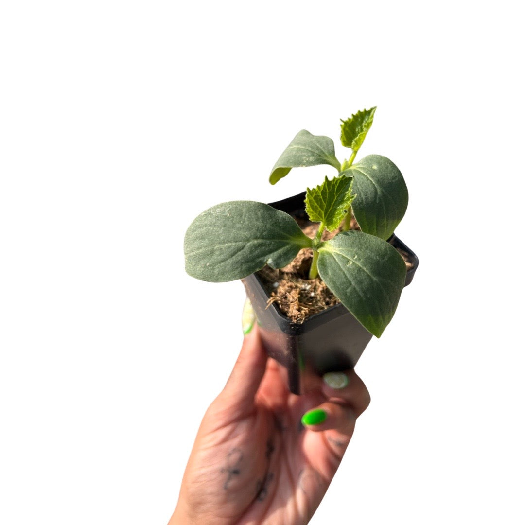 Cucumbers | Garden Seedling
