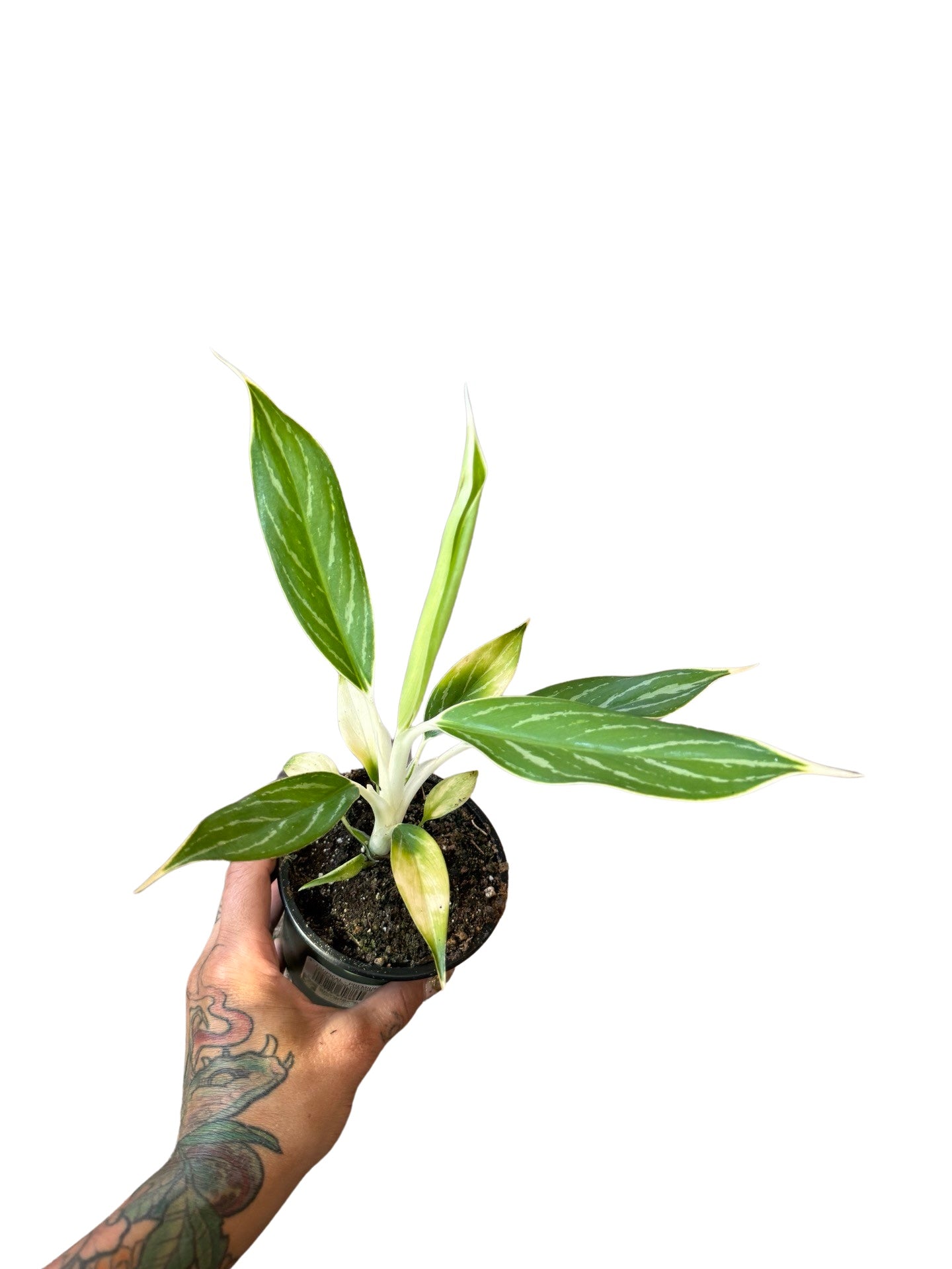 Aglaonema | White snow 4”