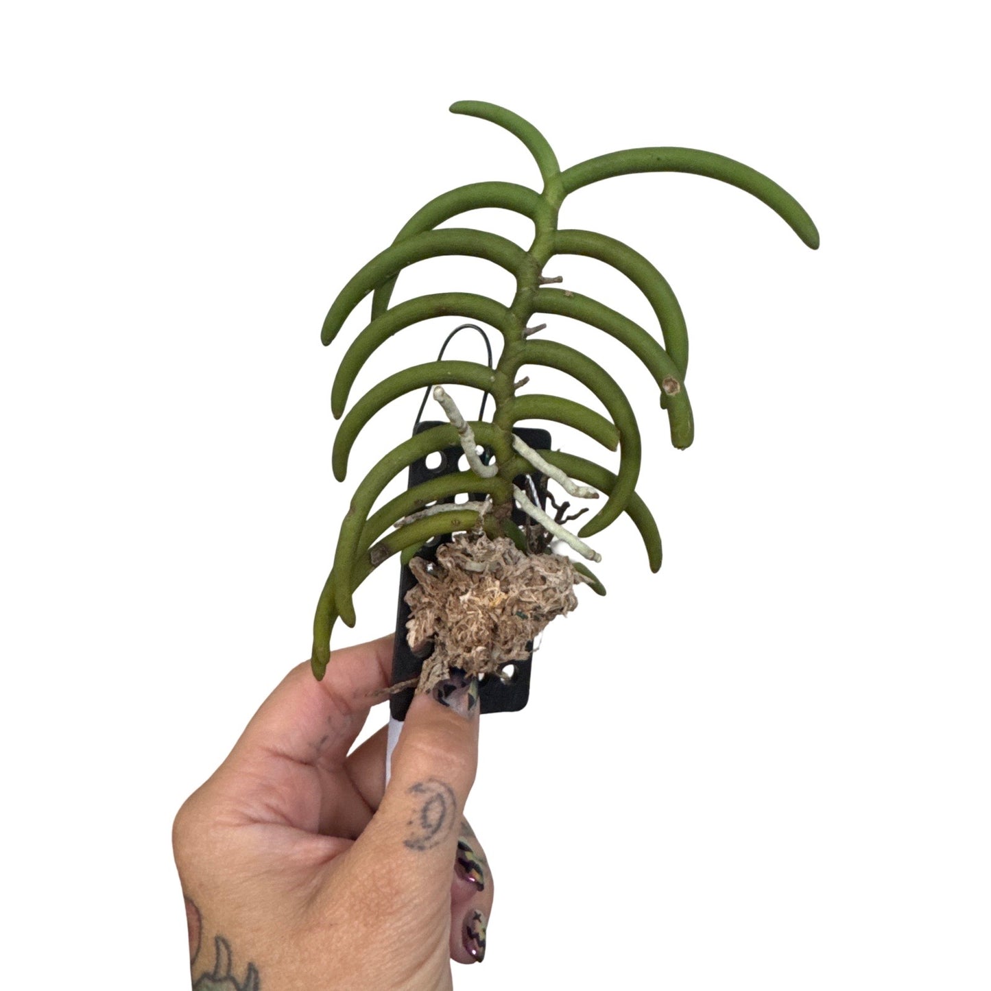 Orchids | Cleisostoma Arietinum