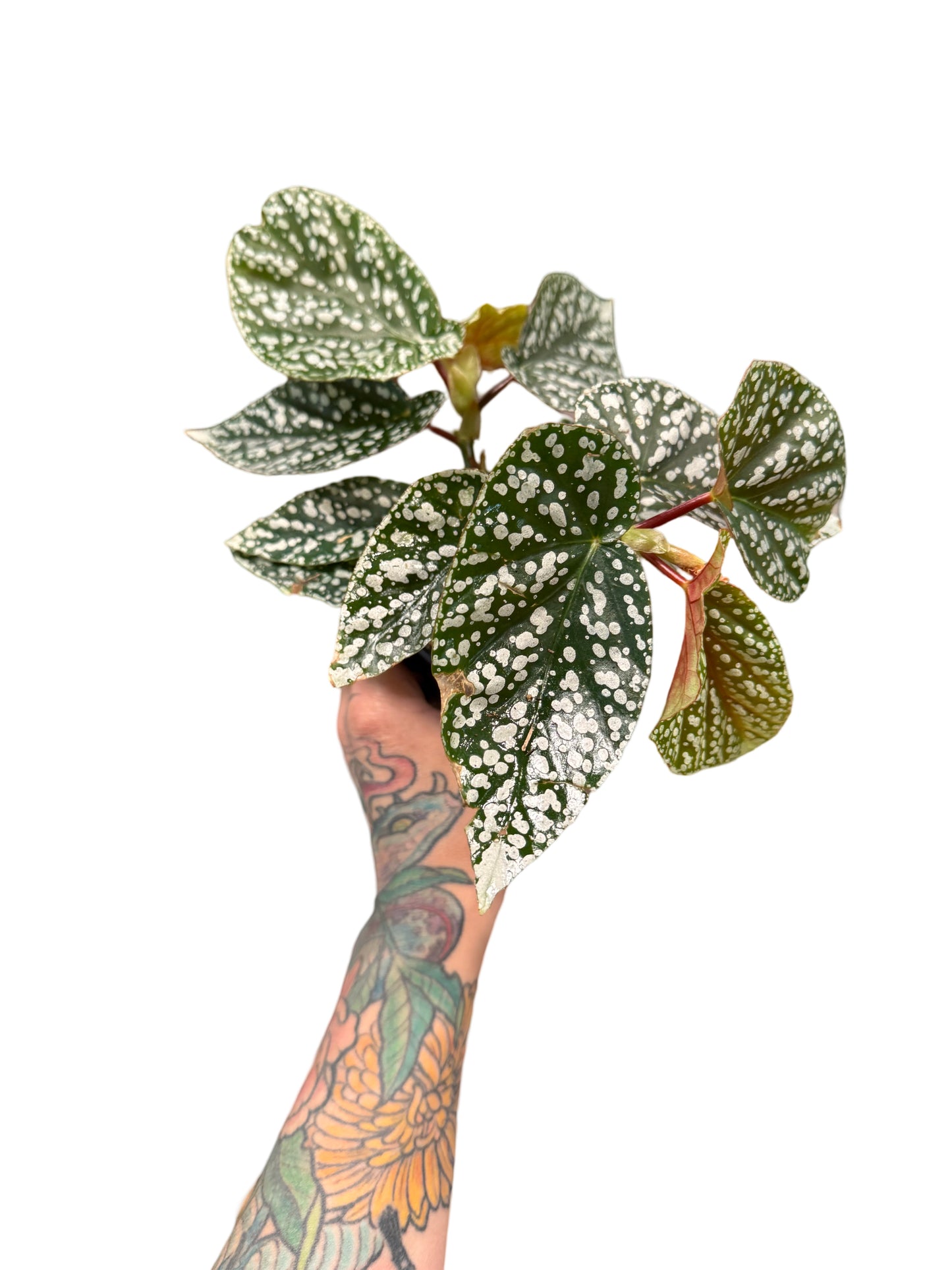 Begonia | Albopicta