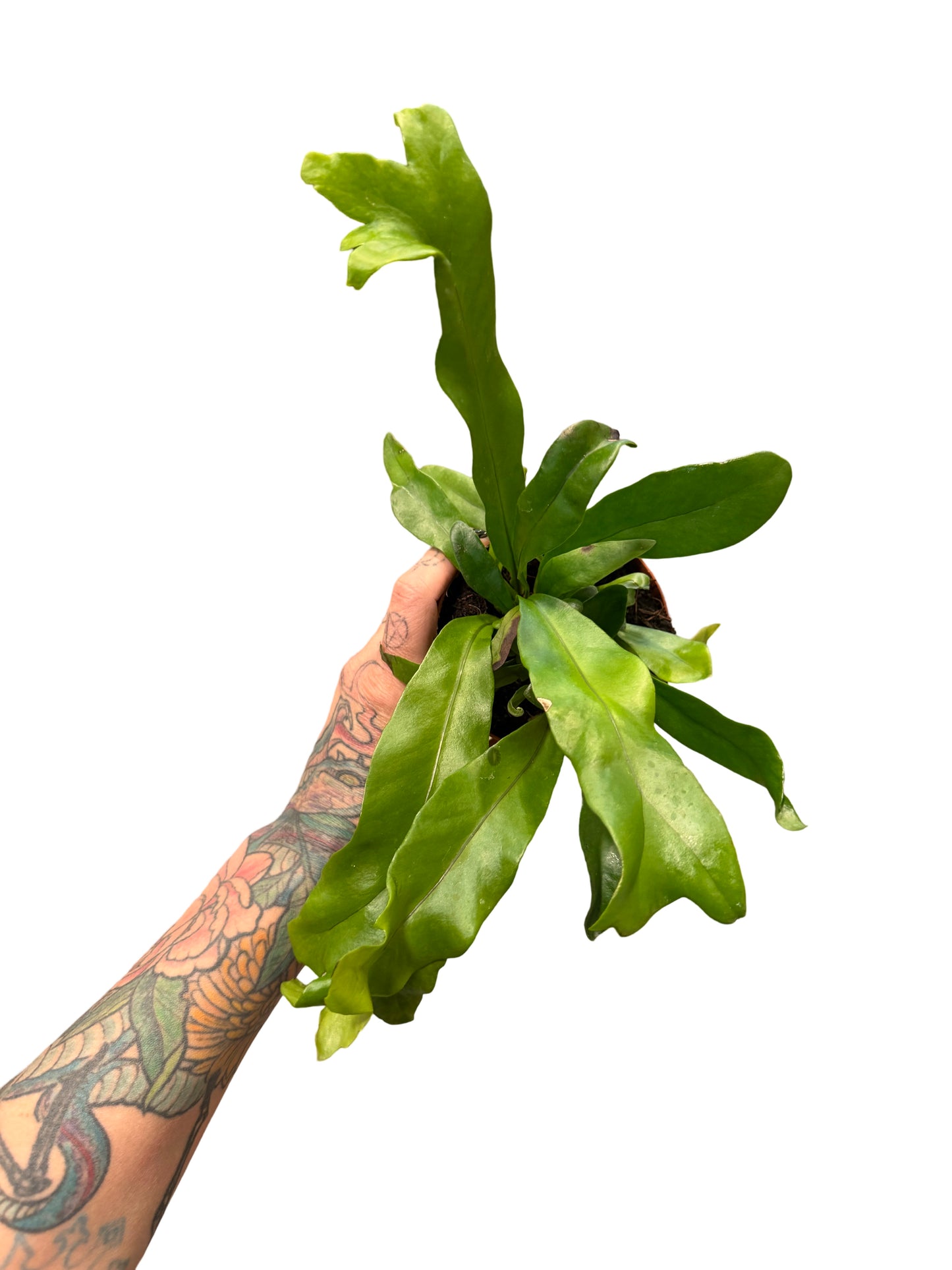 Fern | Green Flame