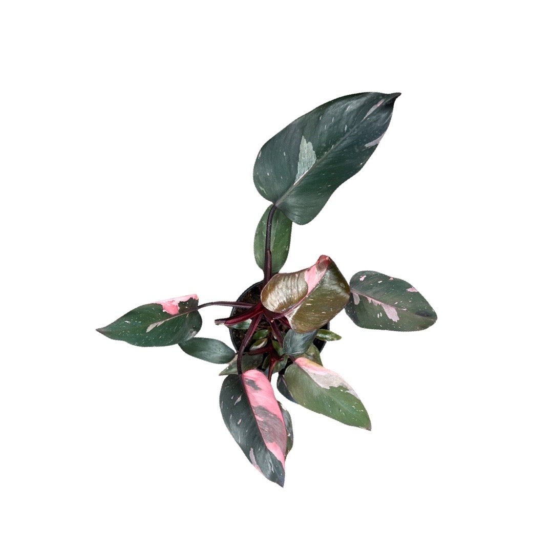 Philodendron | Pink Princess Marble