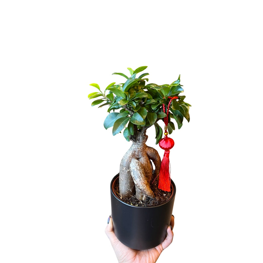 Bonsai | Ficus Ginseng W/Ceramic Pot 5"