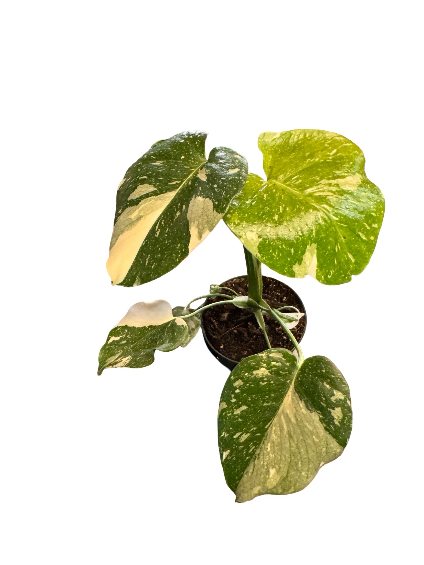 monstera plant calgary Monstera| Thai Constellation 4" – The Botanist Calgary