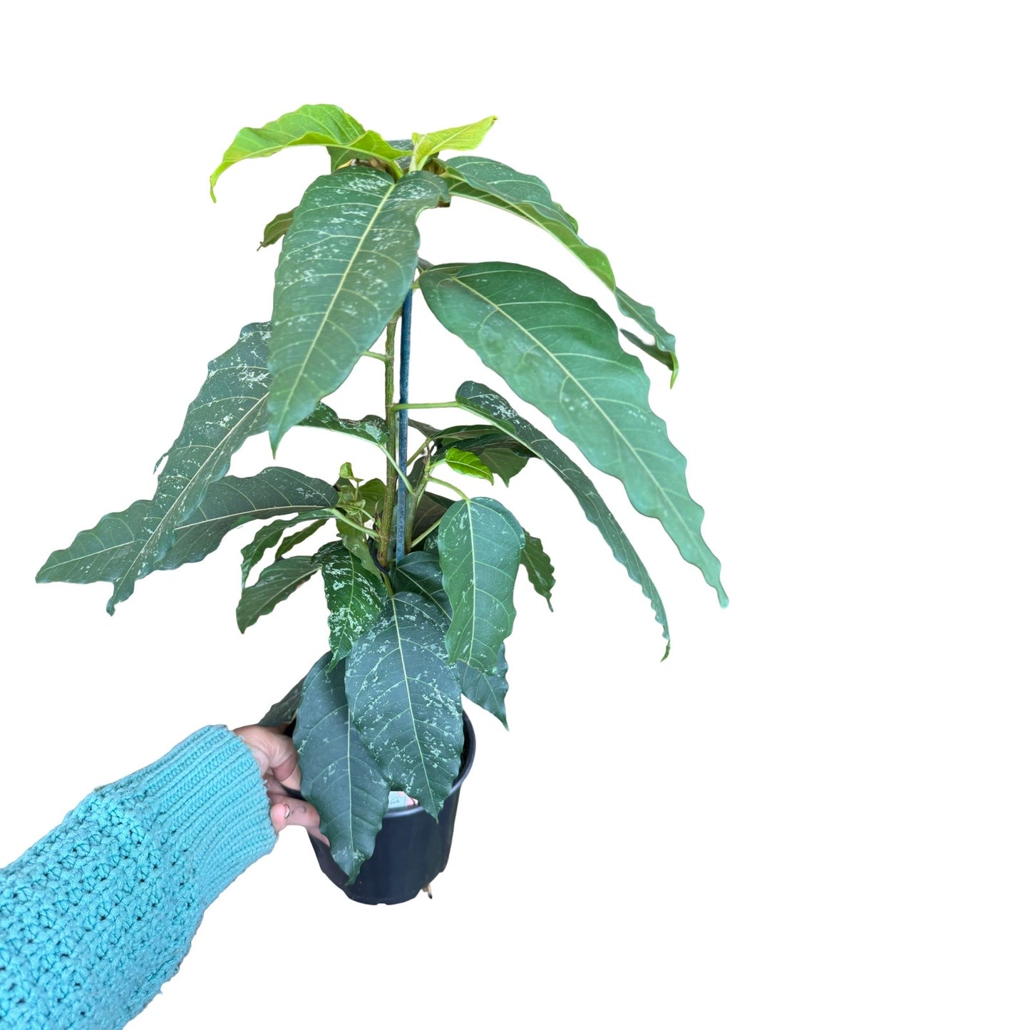 Ficus Aspera Zhongshan Brighten 6”