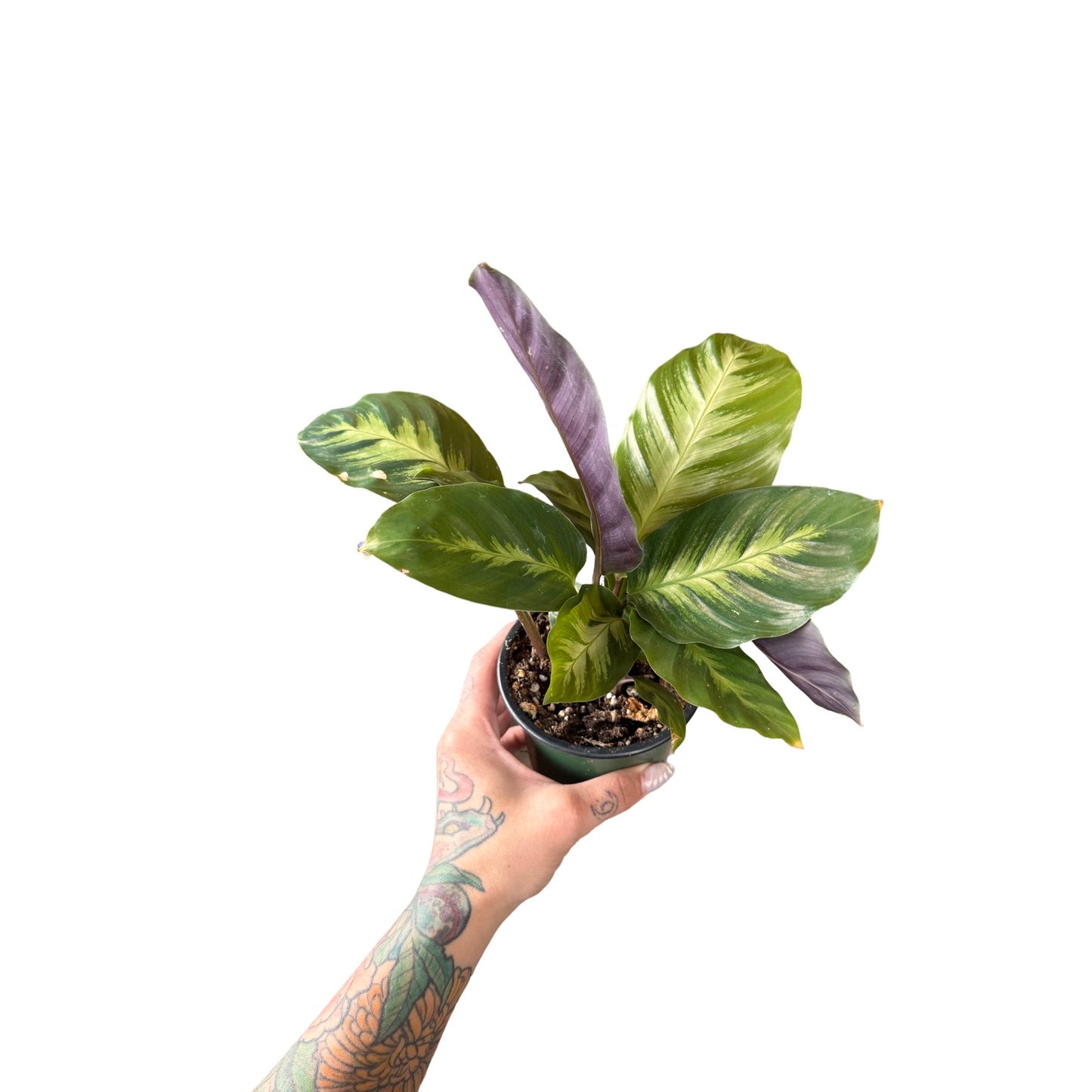 Calathea | Misto 4”