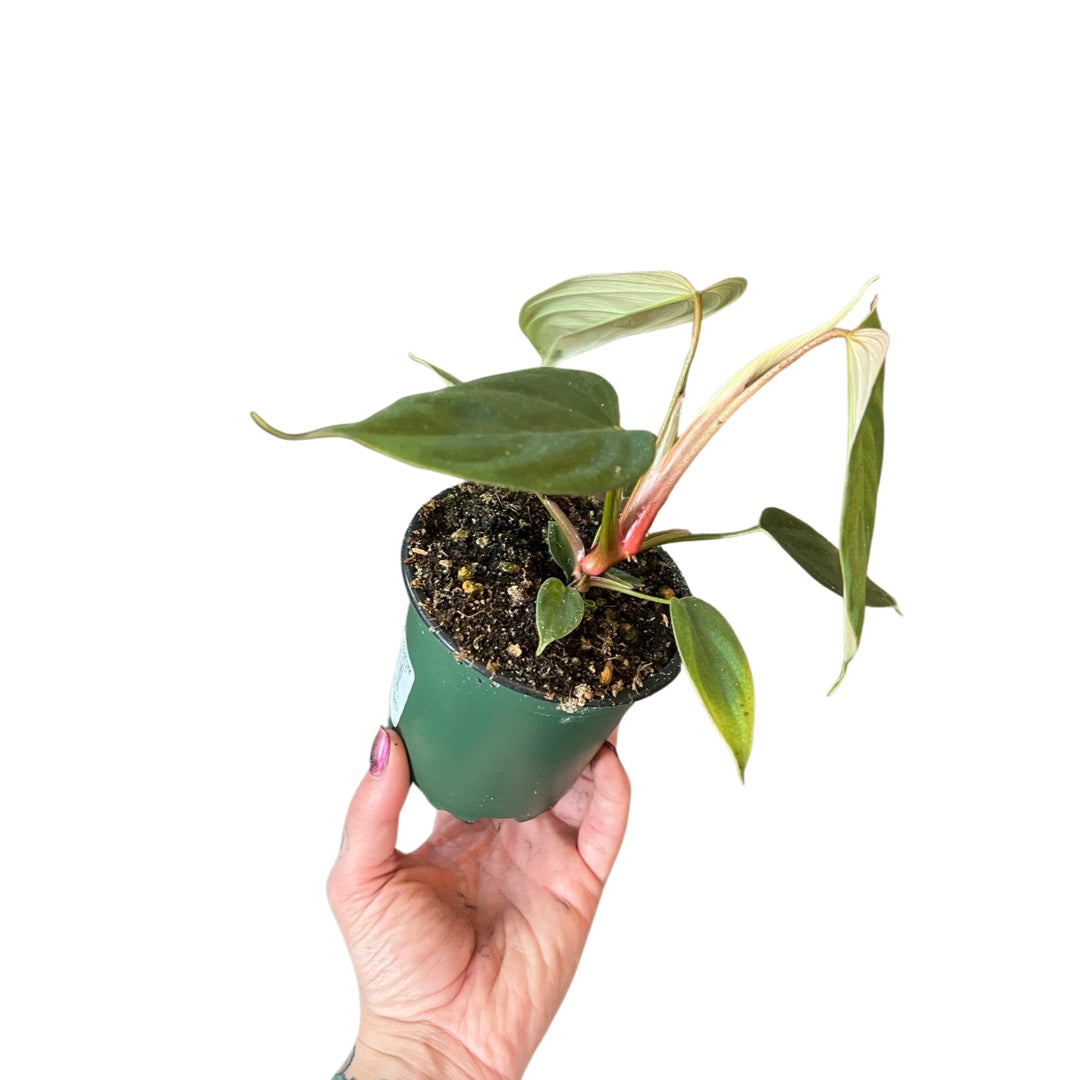 Philodendron | Fuzzy Petiole 4"
