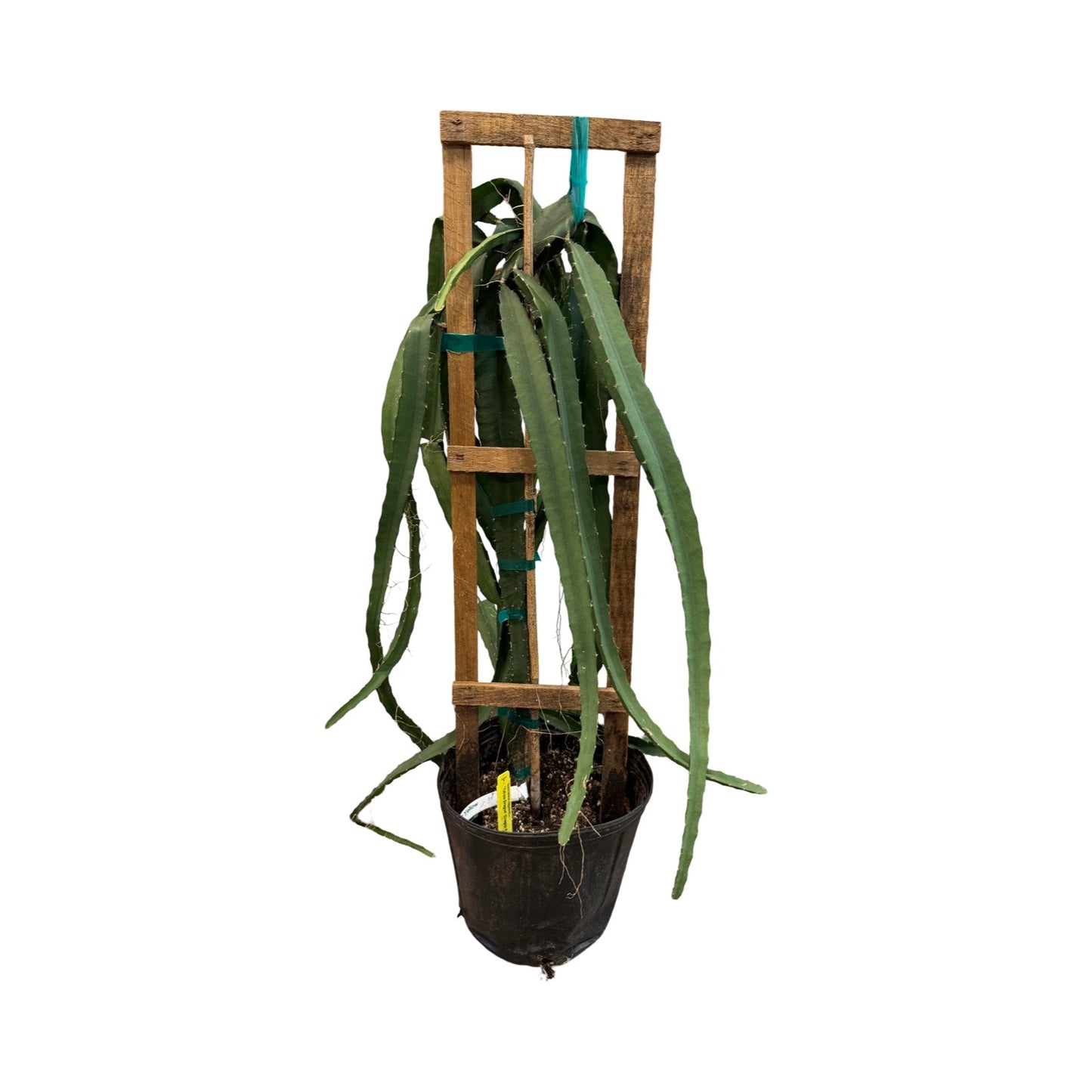 Cactus | Dragon fruit