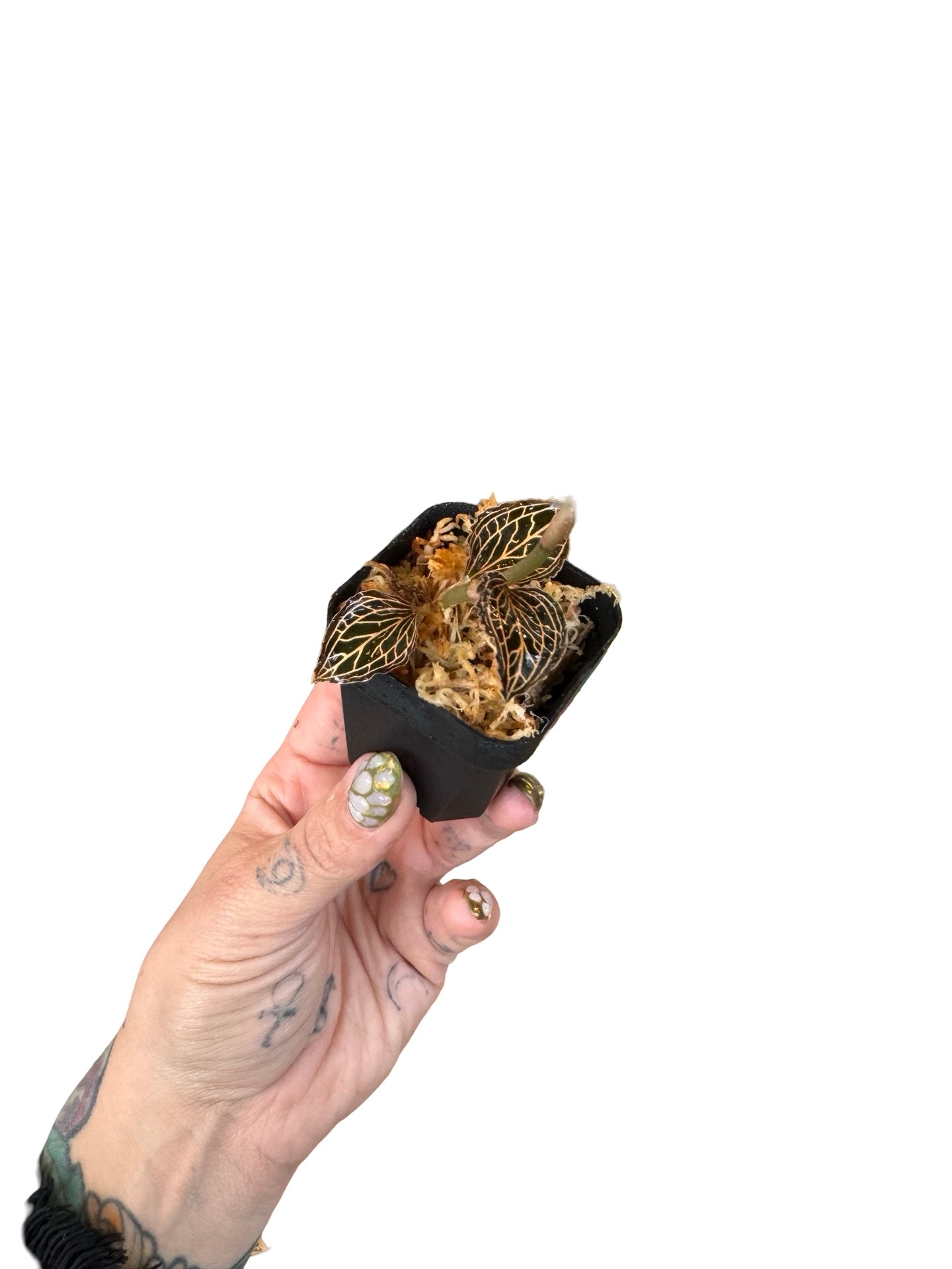 Orchids | Jewel Lady's Best Friend